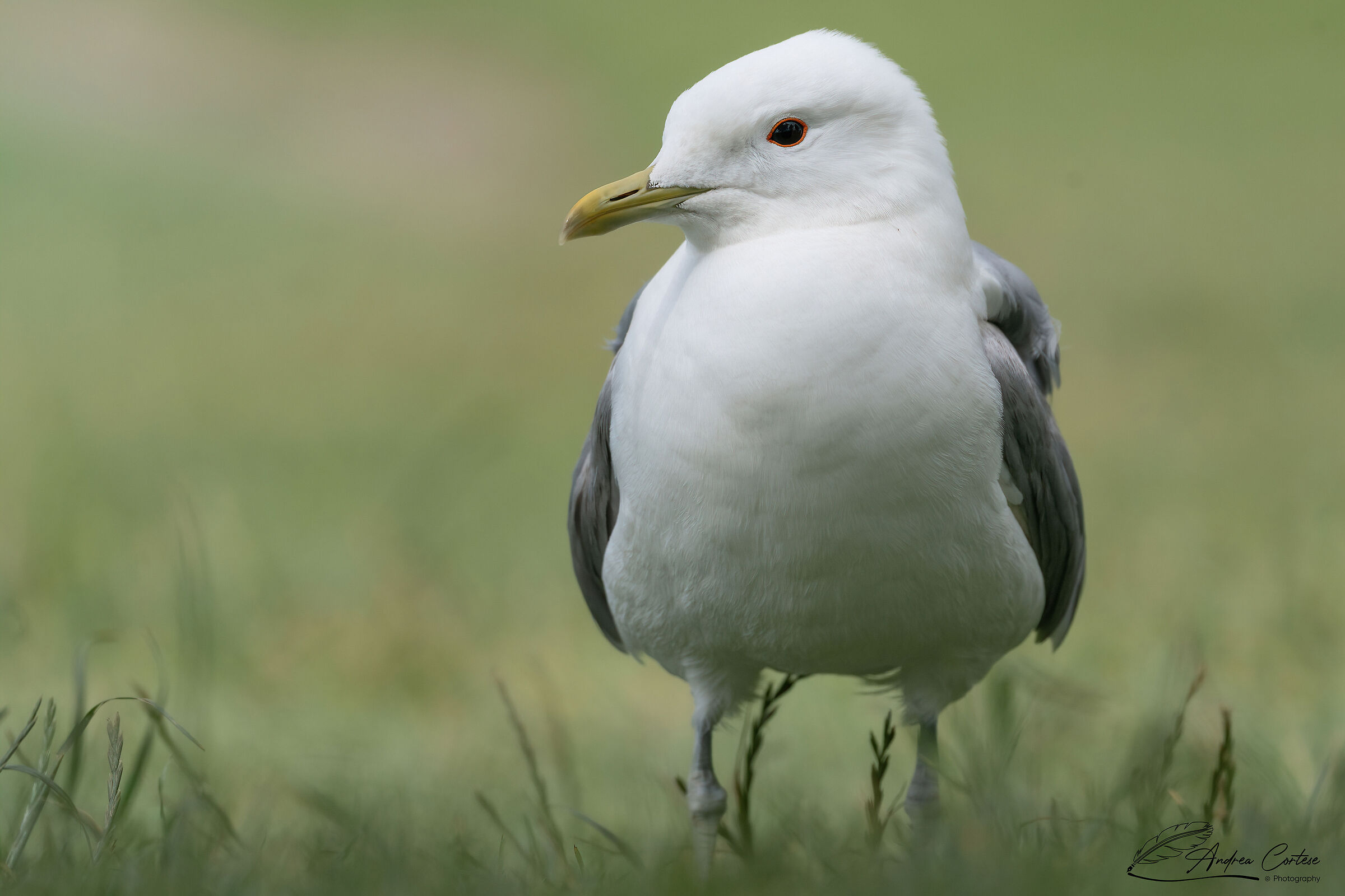 Gavina (Larus canus)