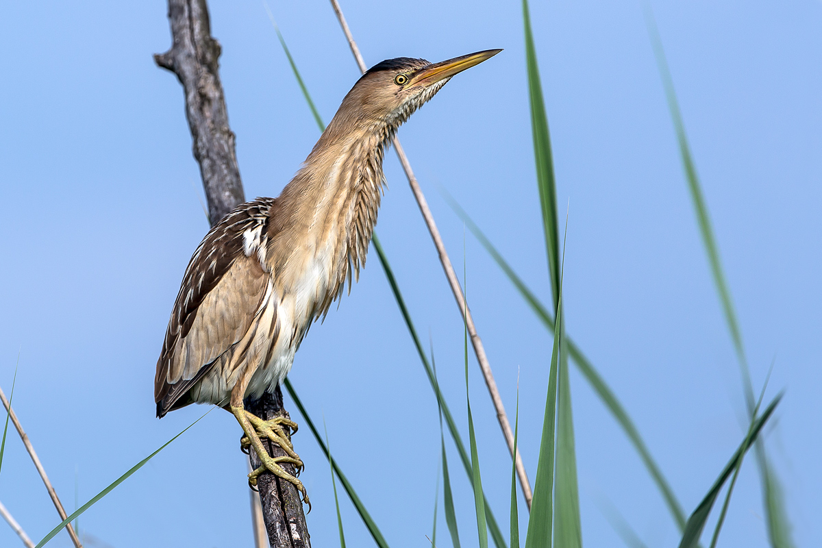 Bittern
