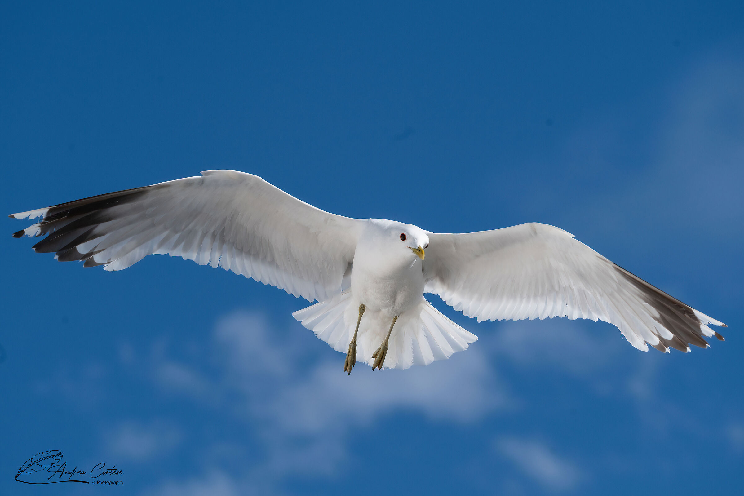 Gavina (Larus canus)