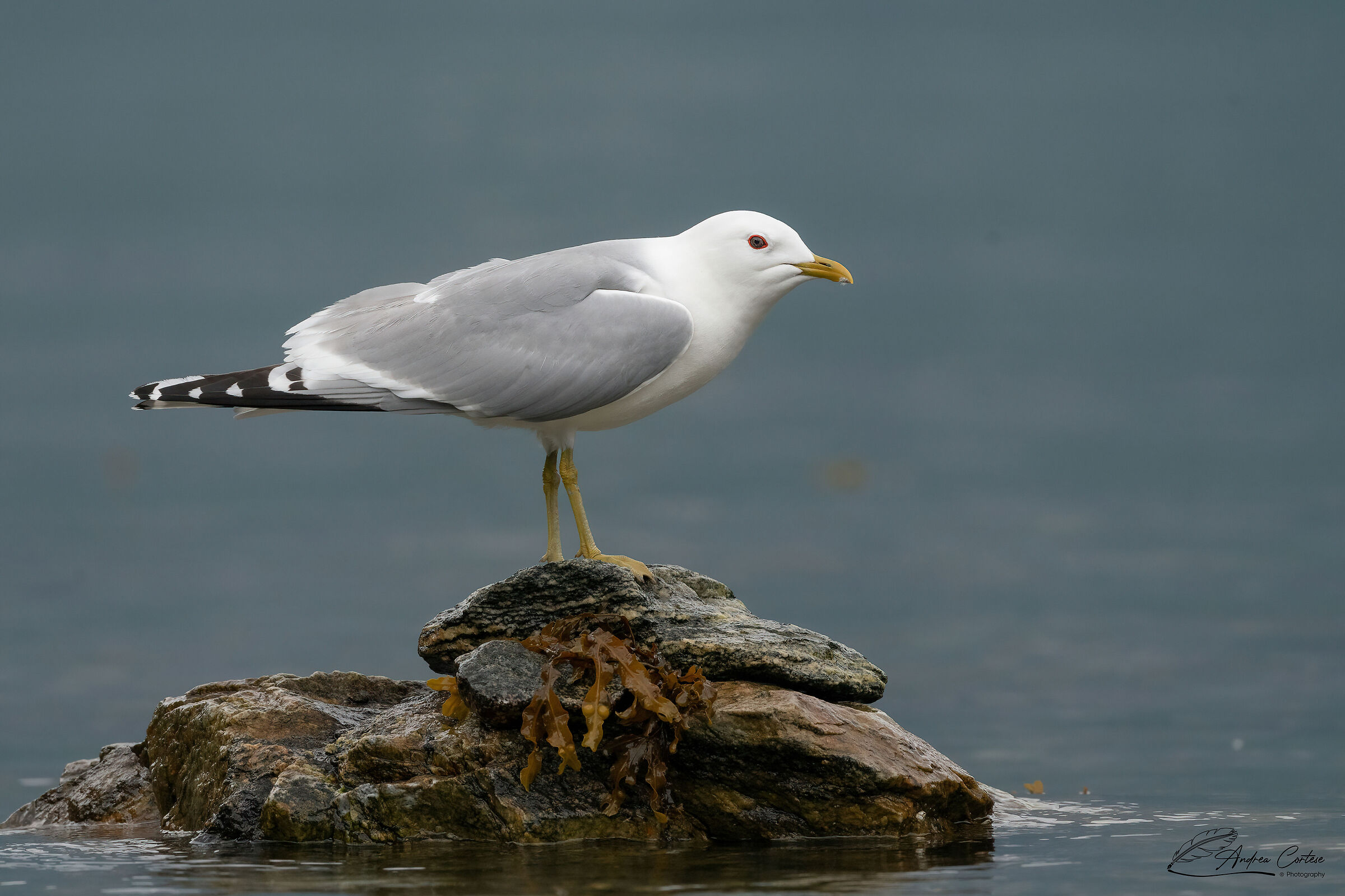 Gavina (Larus canus)