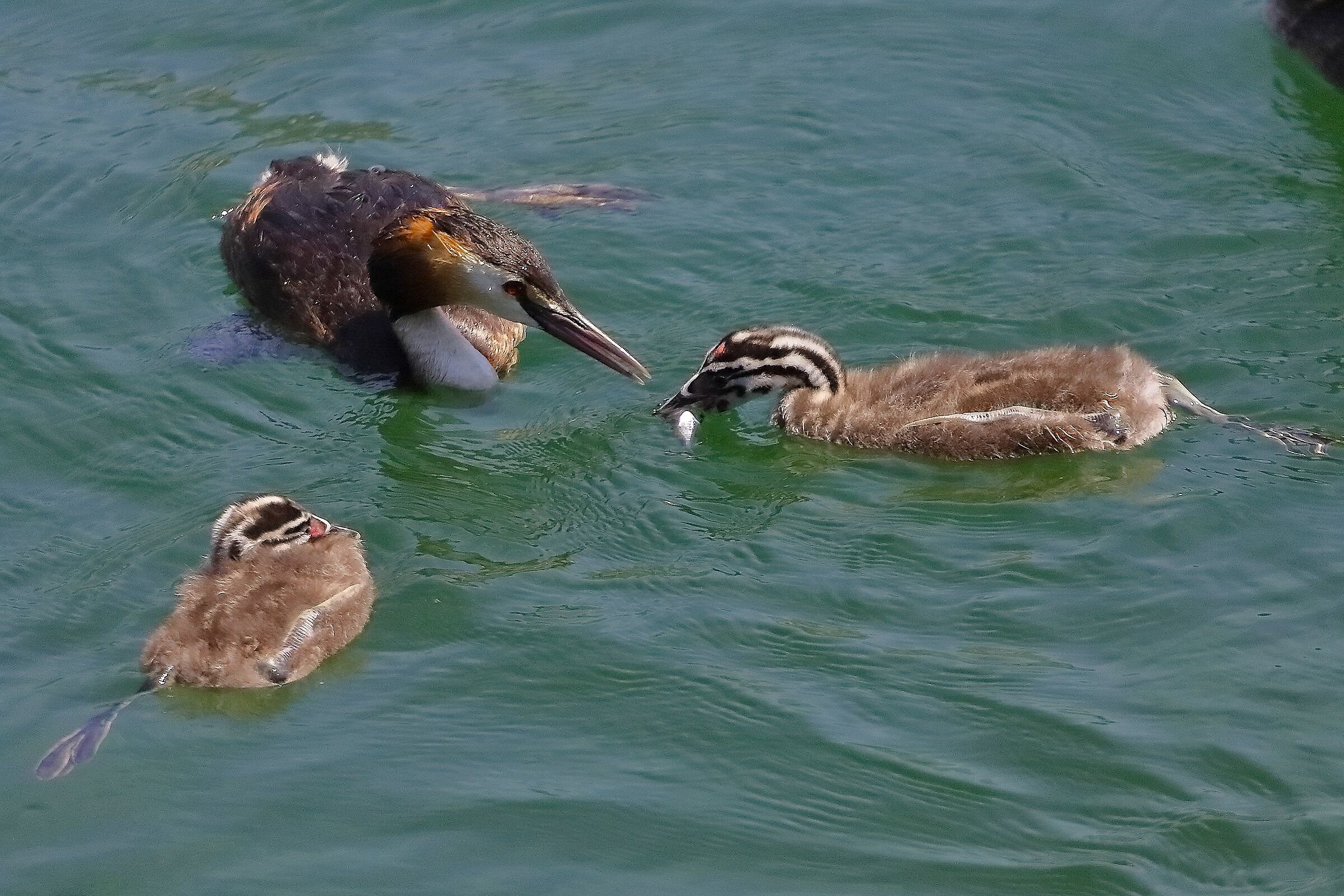 Svassi 08 agosto 2024 - 0014