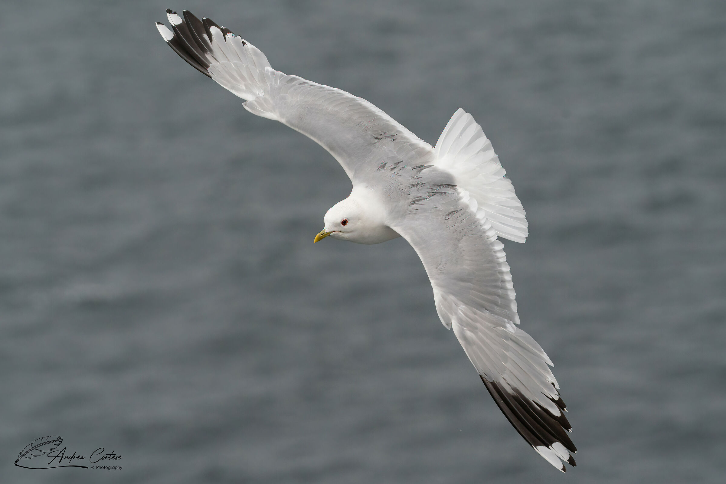 Gavina (Larus canus)