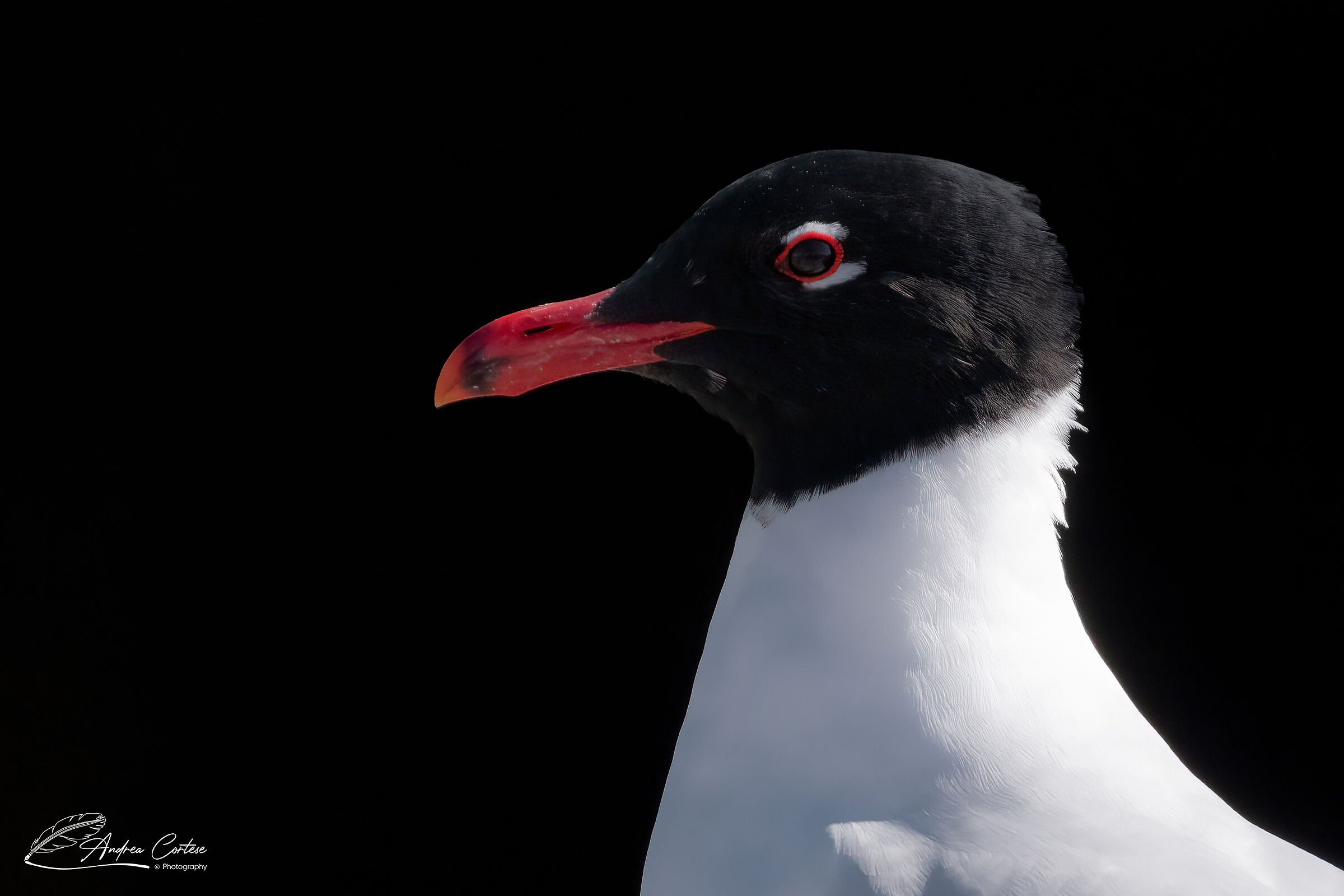 Gabbiano corallino (Ichthyaetus melanocephalus)