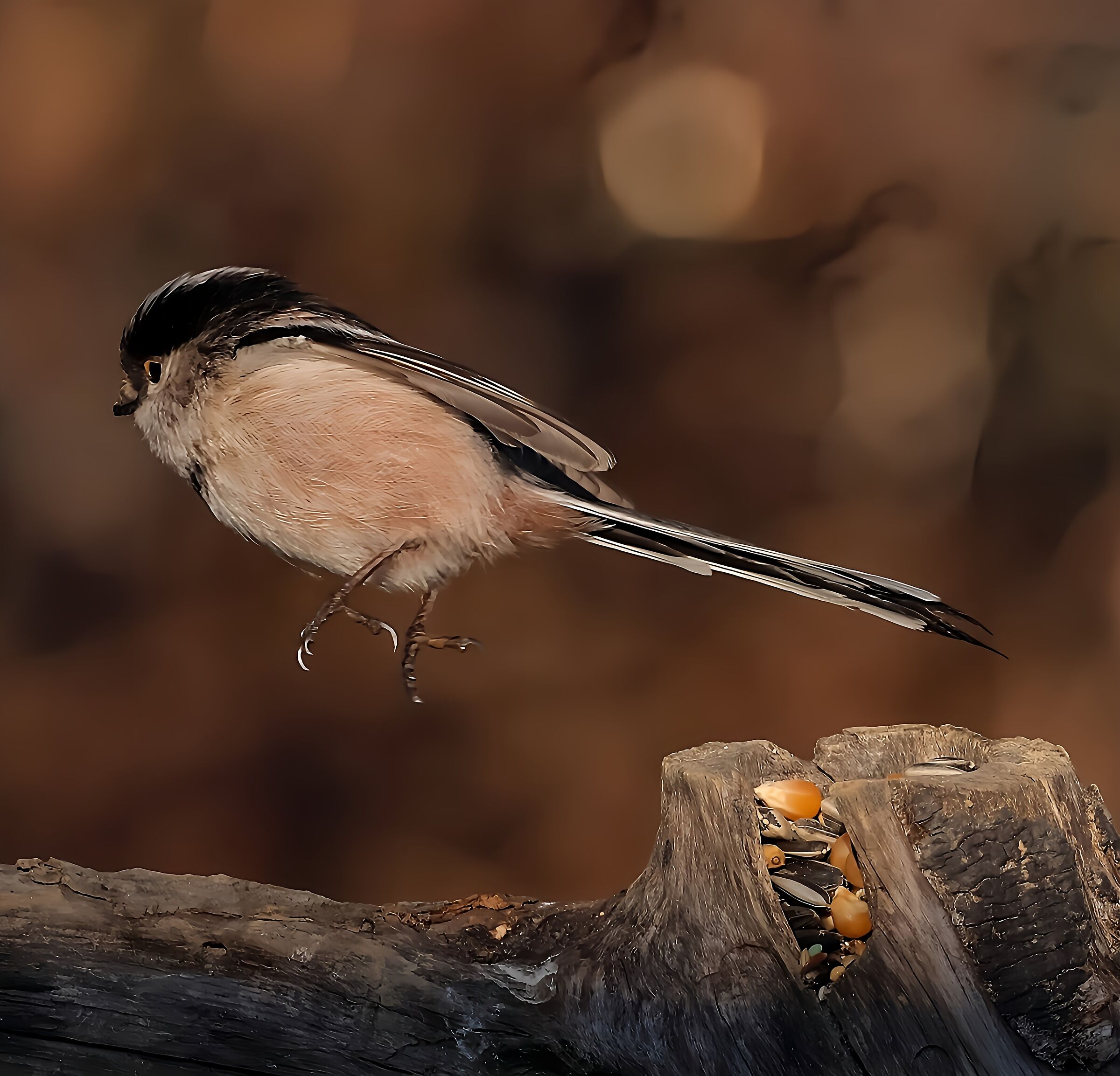 Long-tailed at the belay 16/02/2022