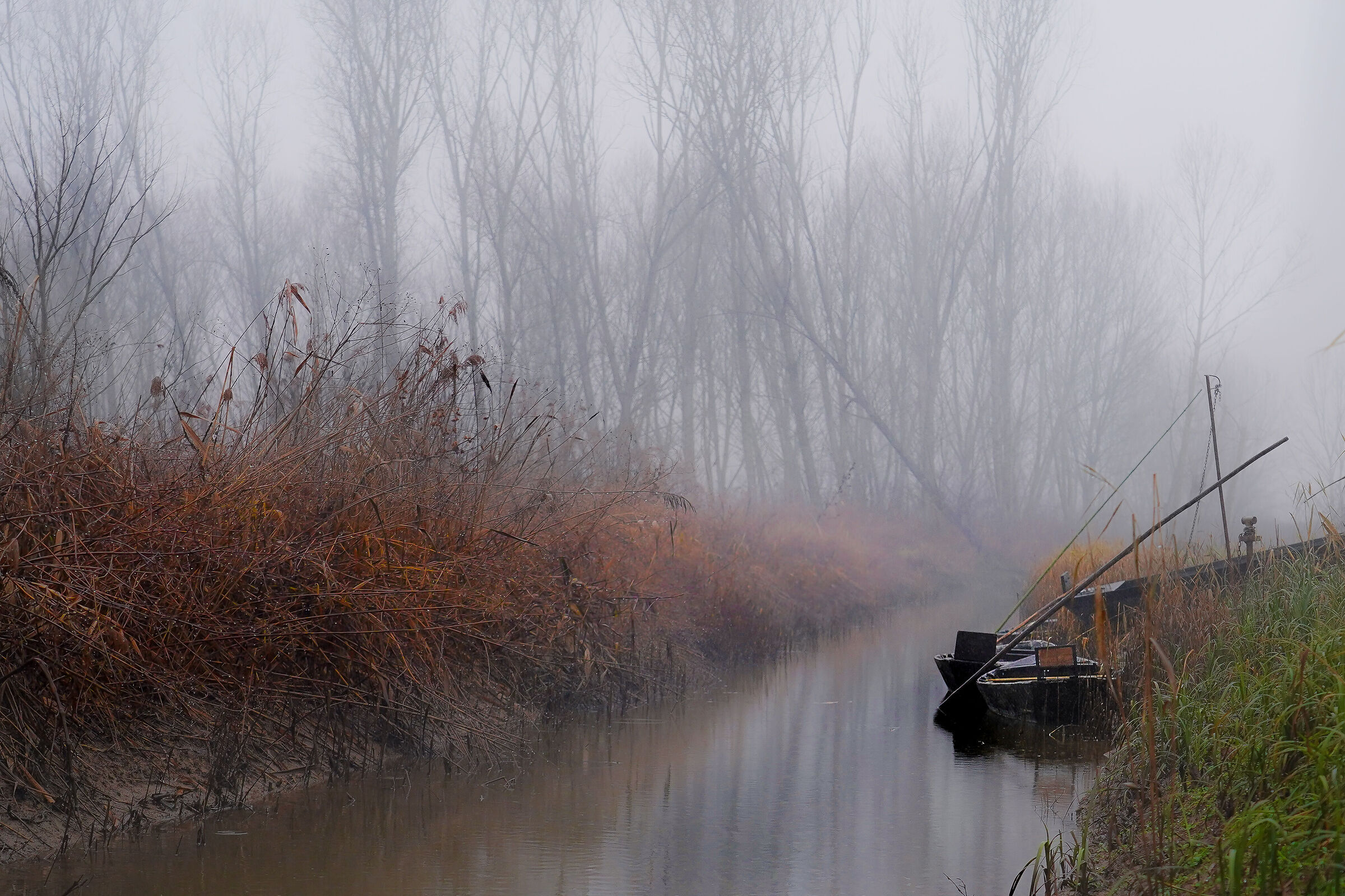 Nebbia in Padule