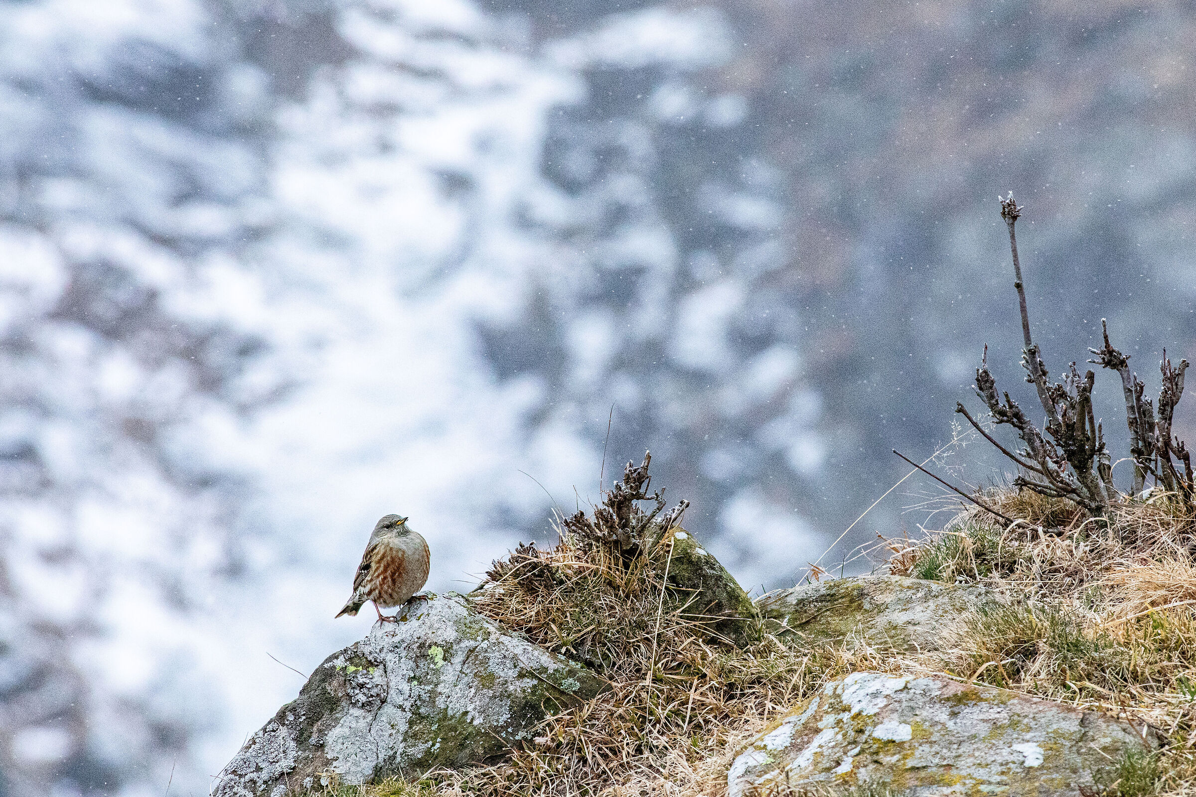 Nella nevicata a petto in fuori