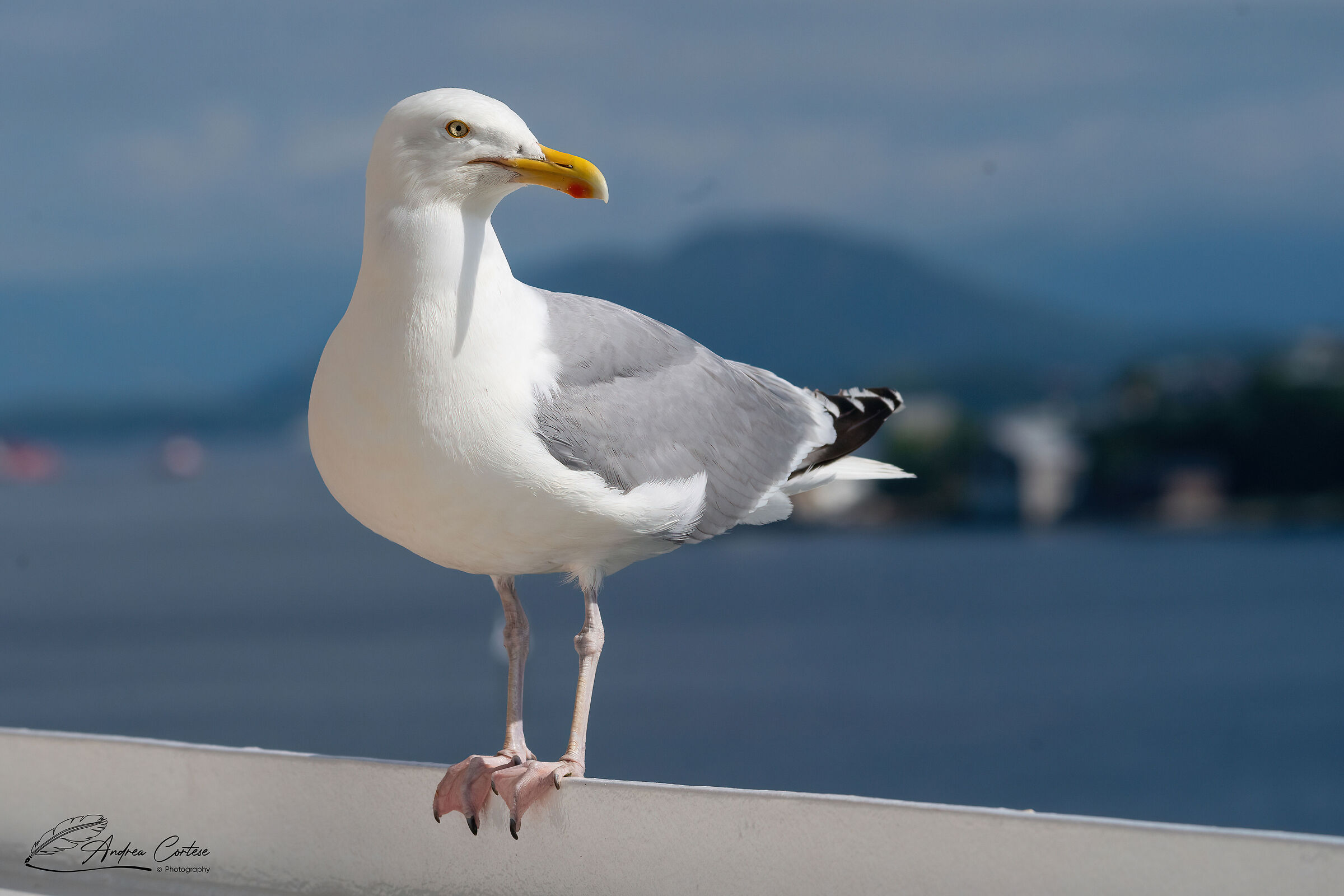 Gabbiano reale nordico (Larus argentatus)