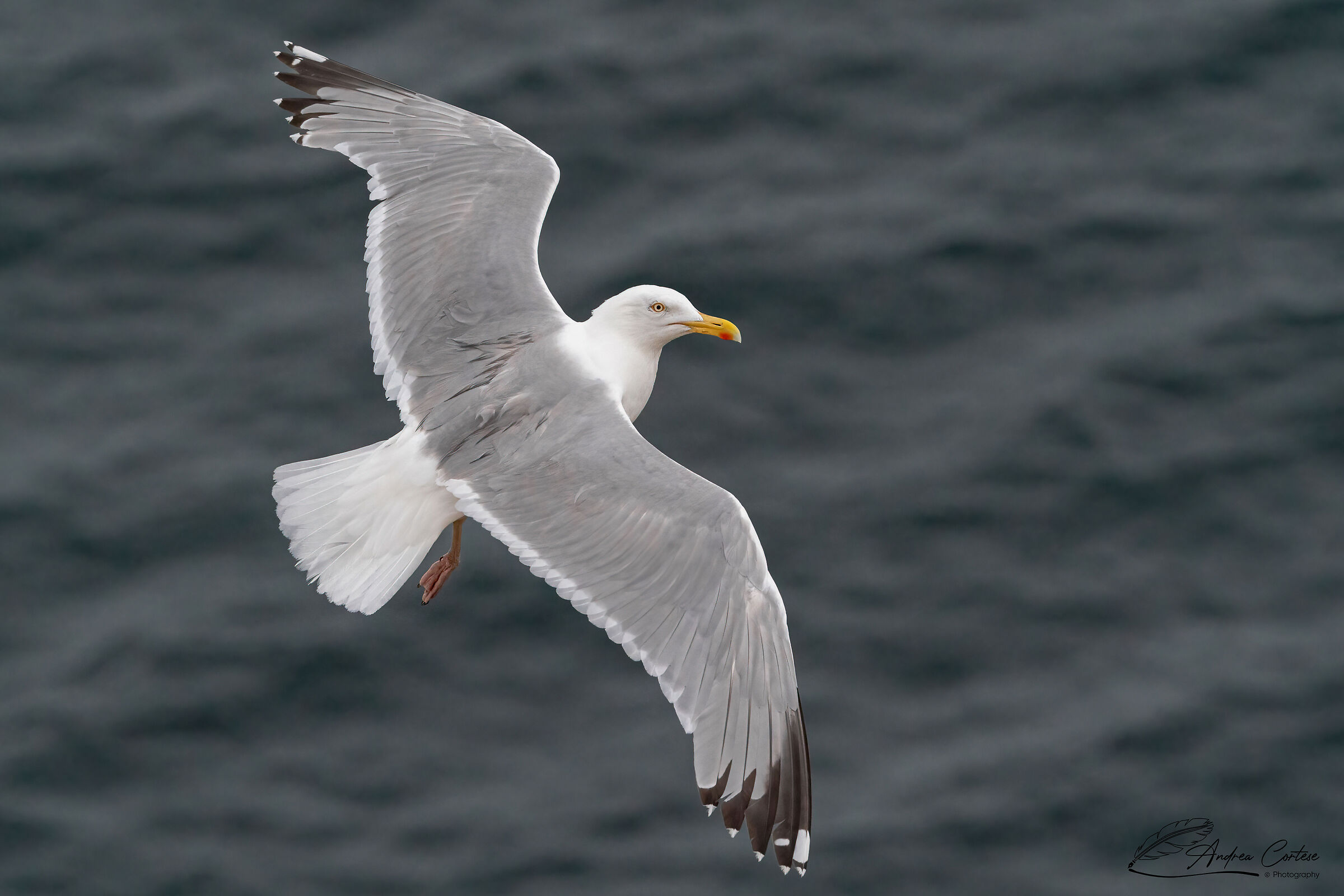 Gabbiano reale nordico (Larus argentatus)
