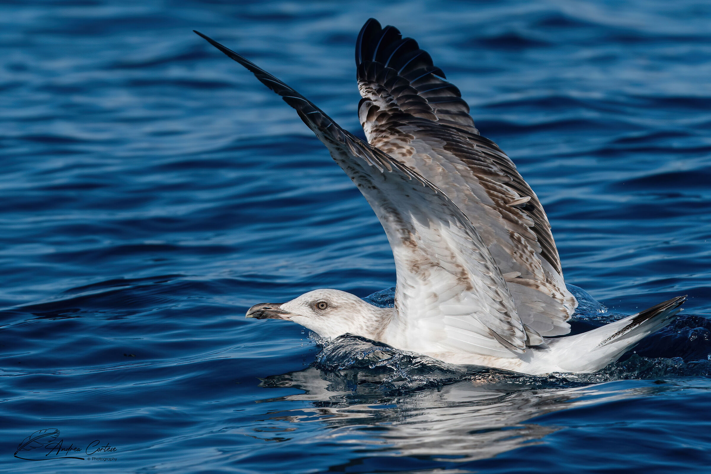 Gabbiano reale mediterraneo (Larus michaellis)