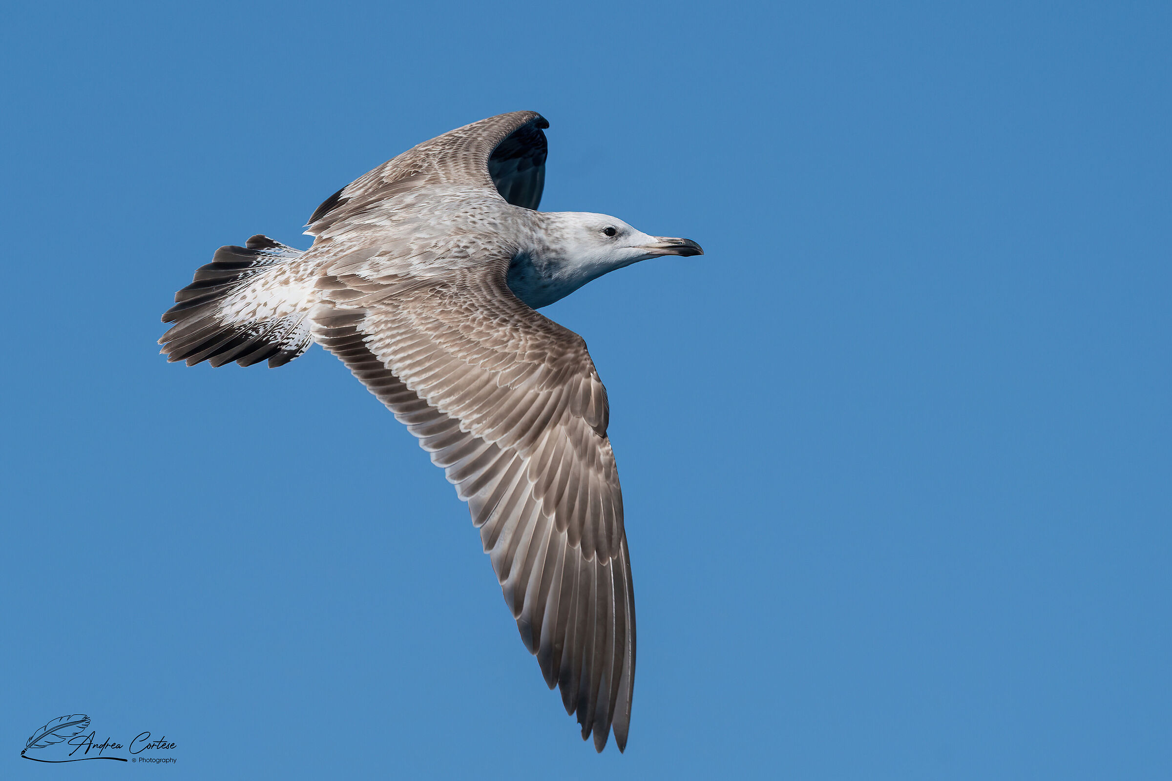 Gabbiano reale pontico (Larus cachinnans)