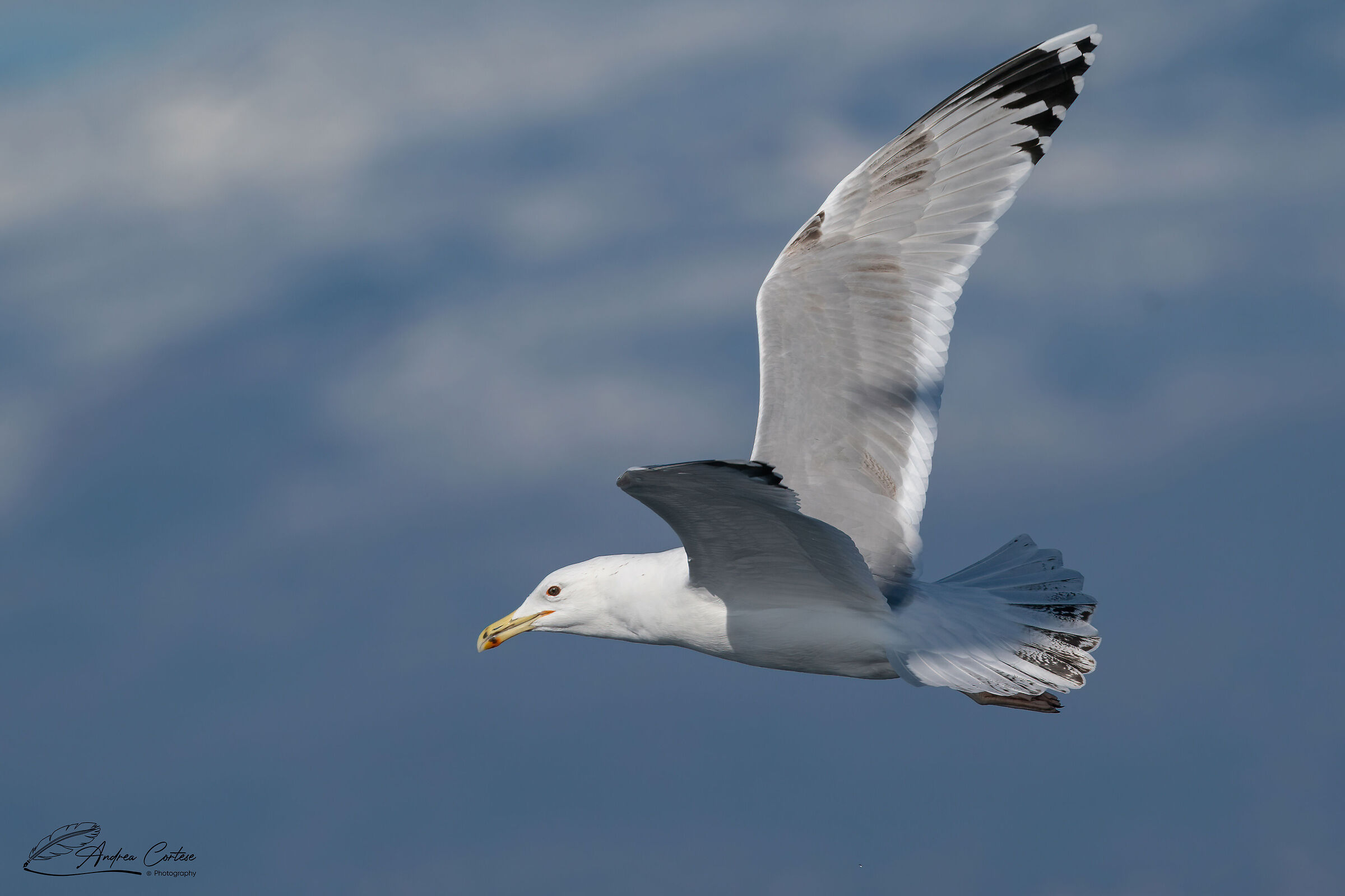 Gabbiano reale pontico (Larus cachinnans)