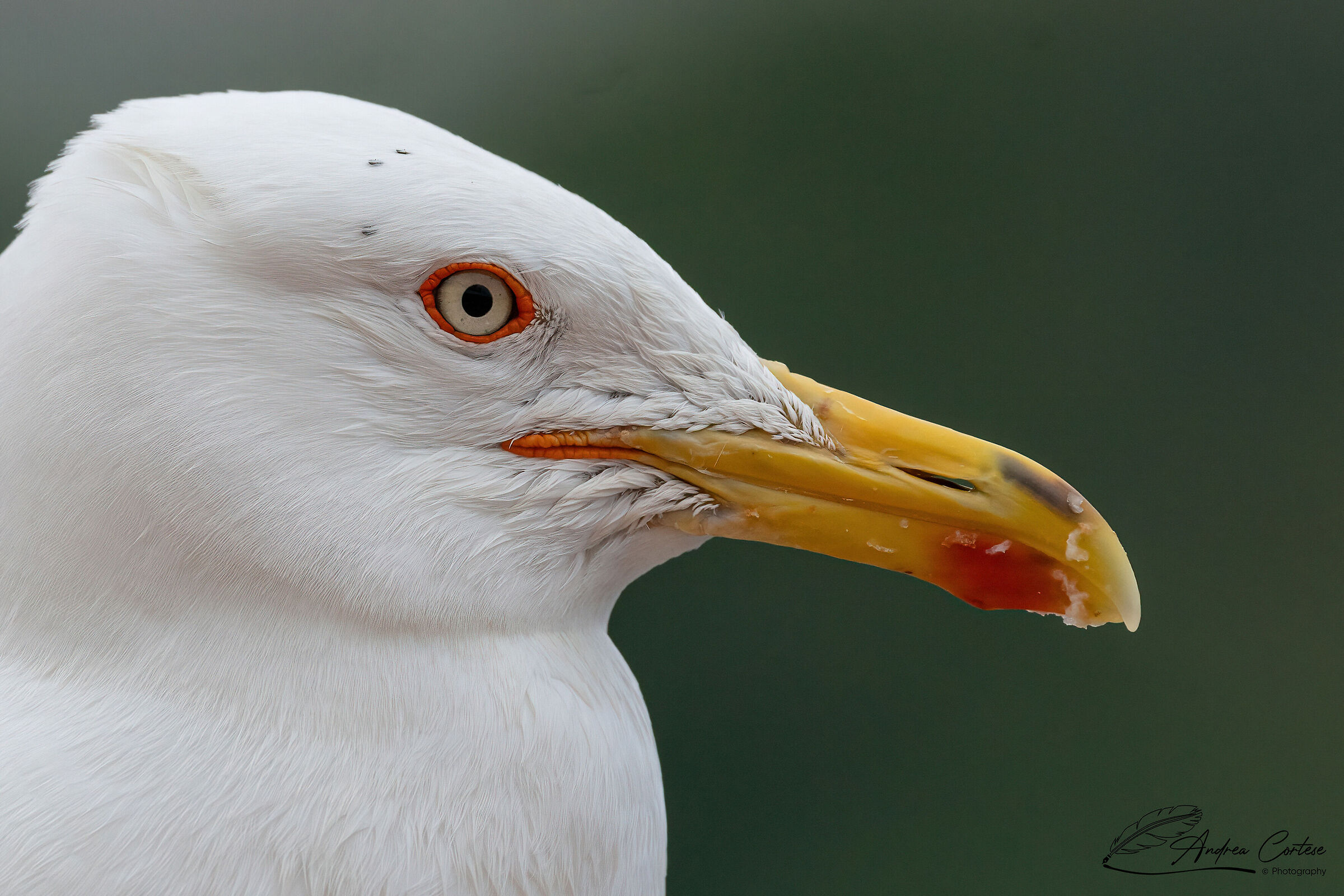 Zafferano (Larus fuscus)