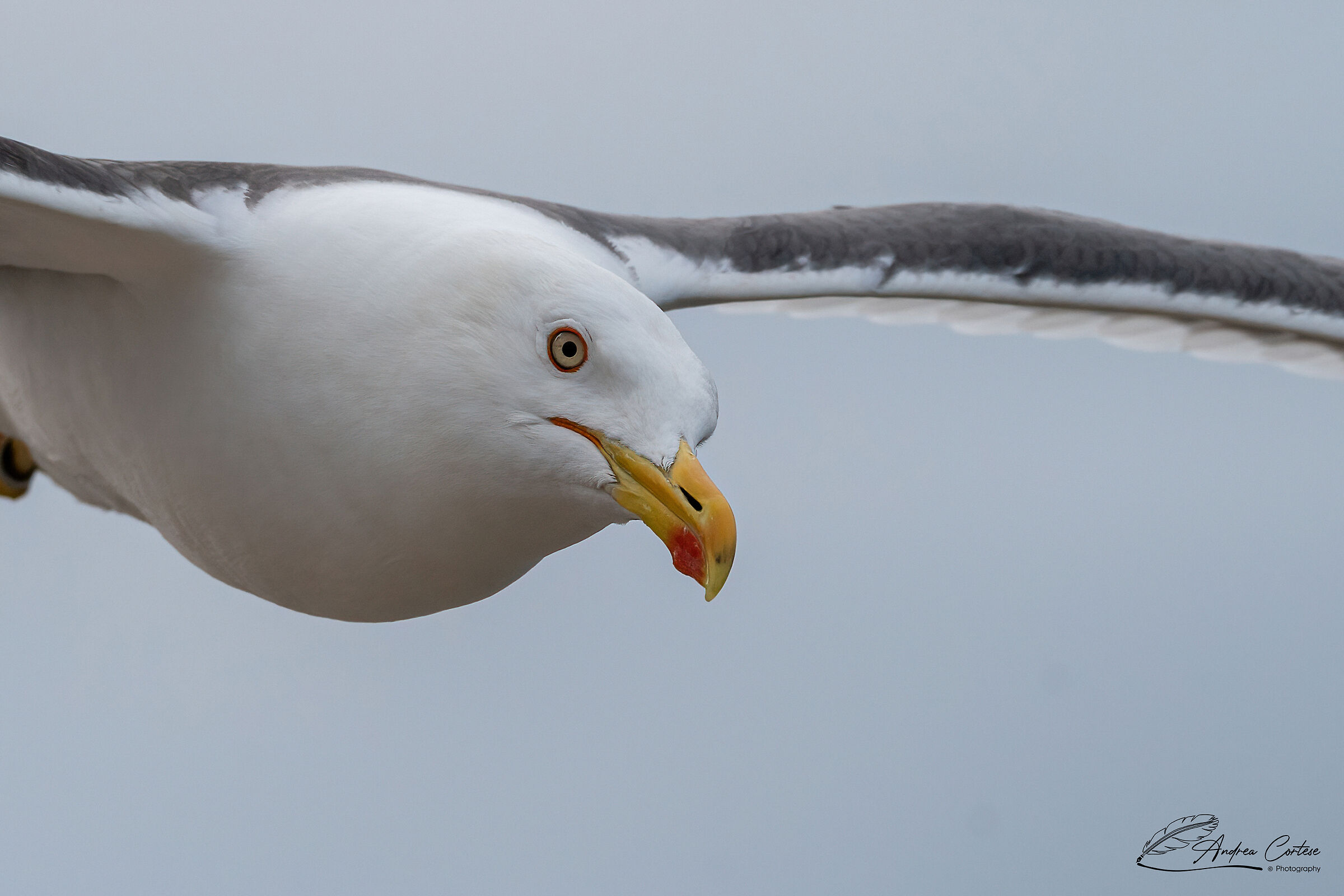 Zafferano (Larus fuscus)