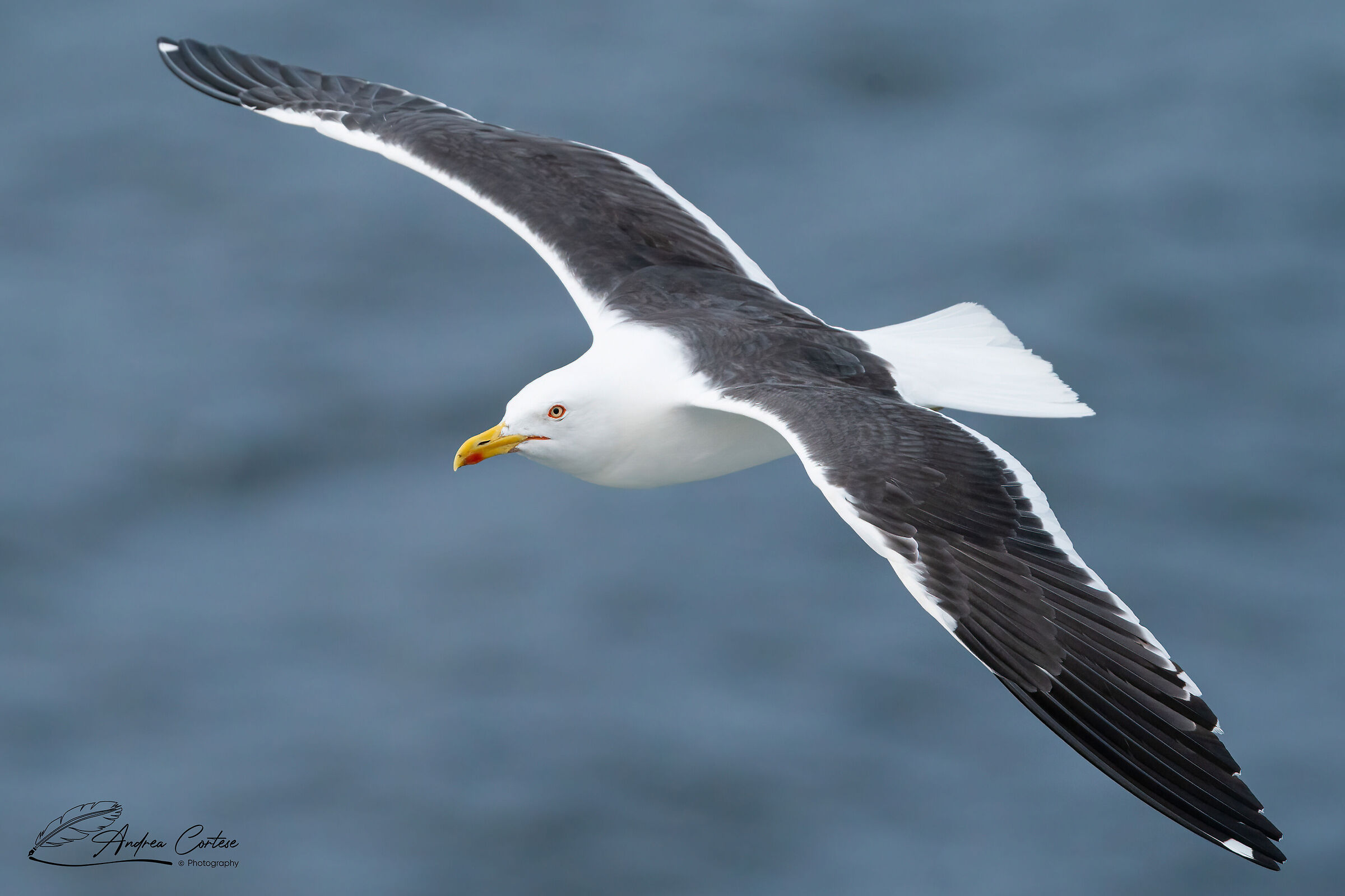 Zafferano (Larus fuscus)