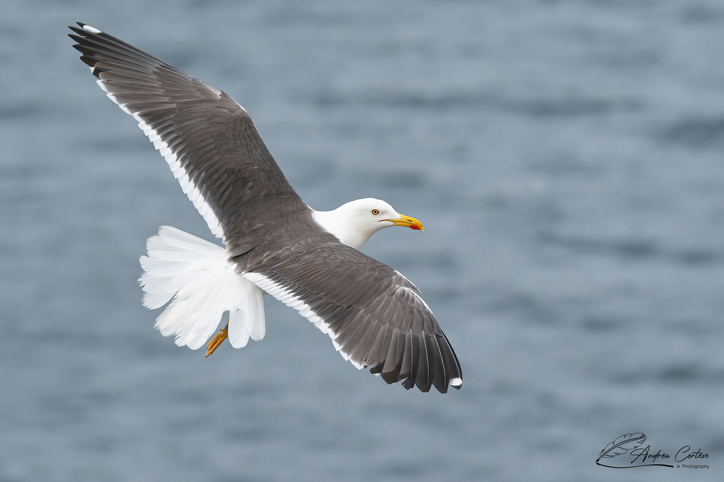 Zafferano (Larus fuscus)