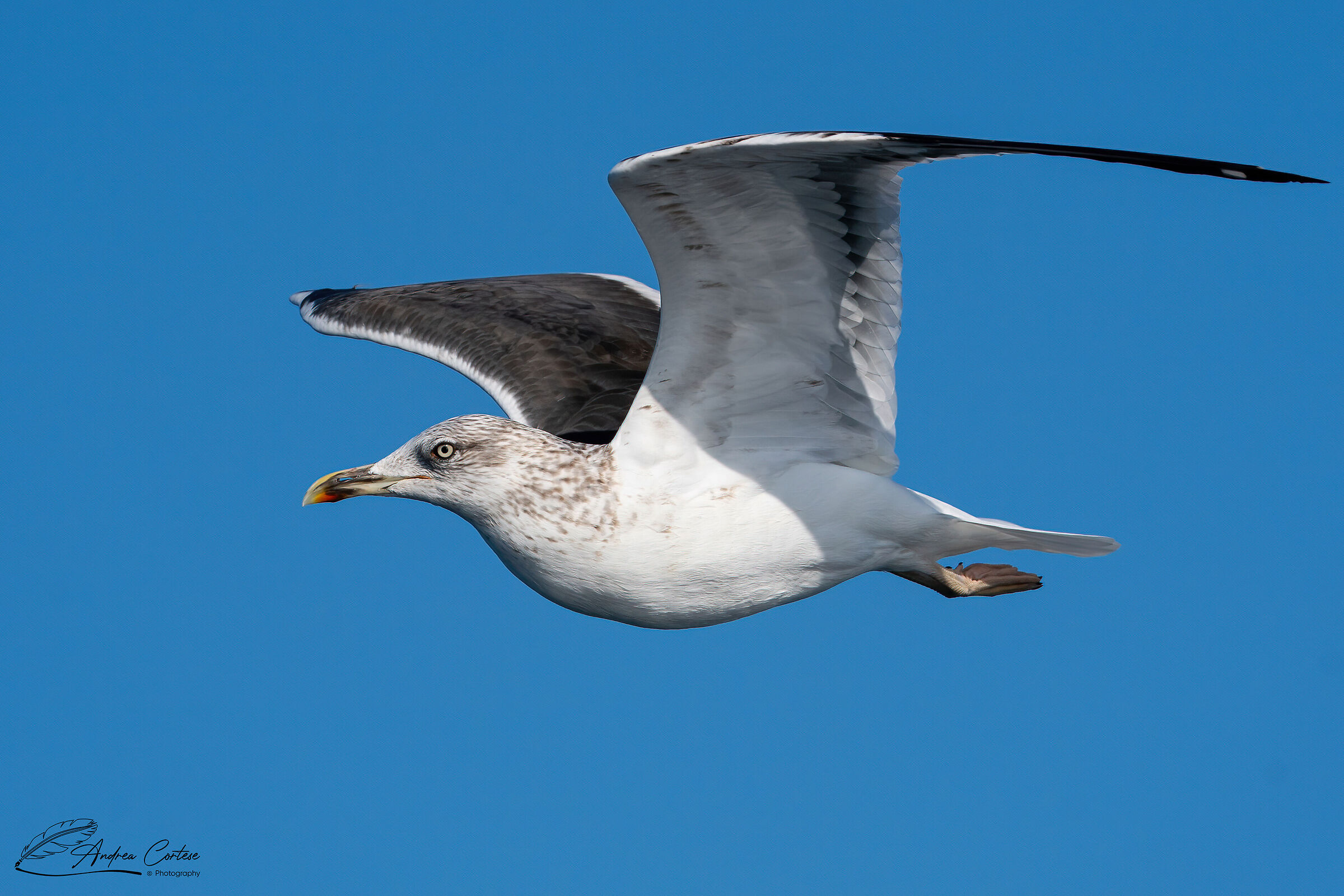 Zafferano (Larus fuscus)