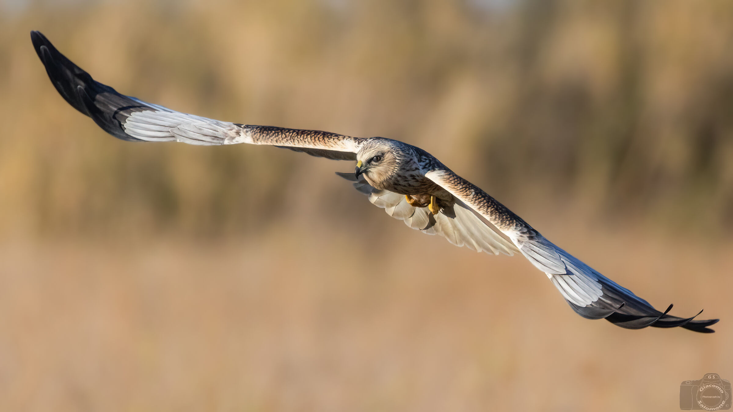 Marsh Harrier (m)