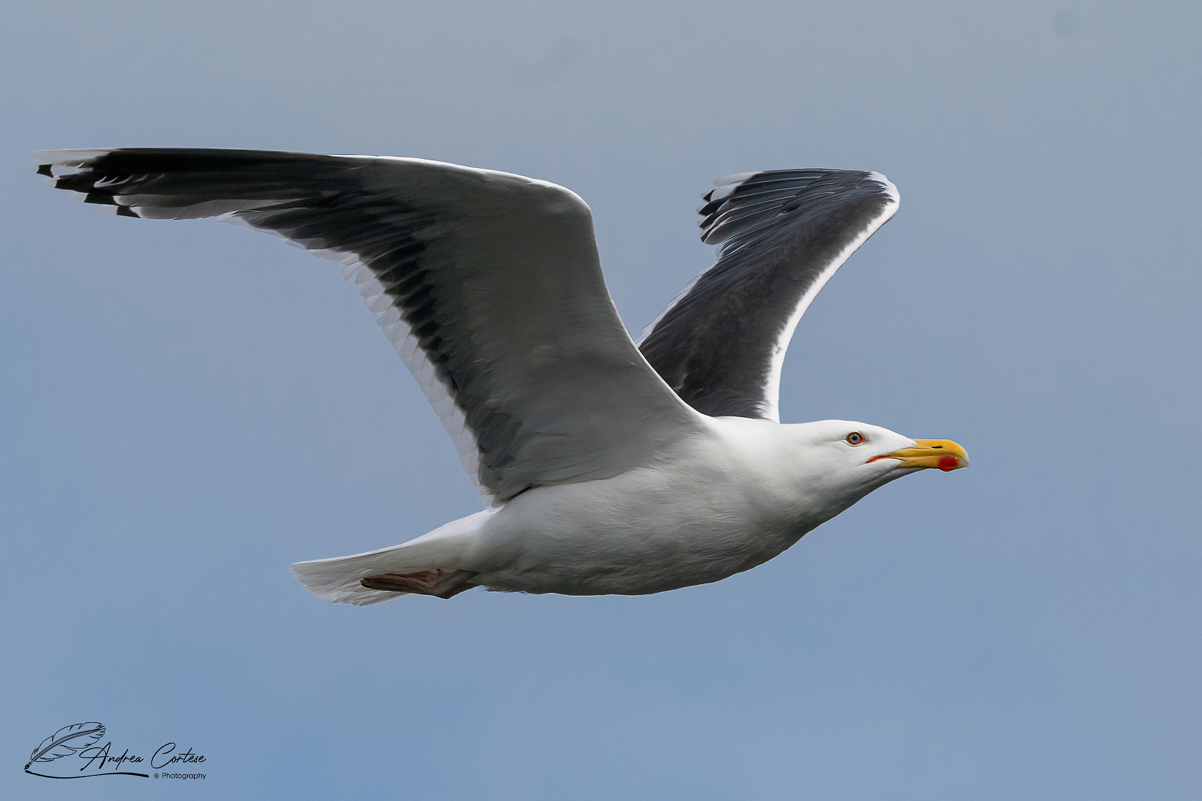 Mugnaiaccio (Larus marinus)