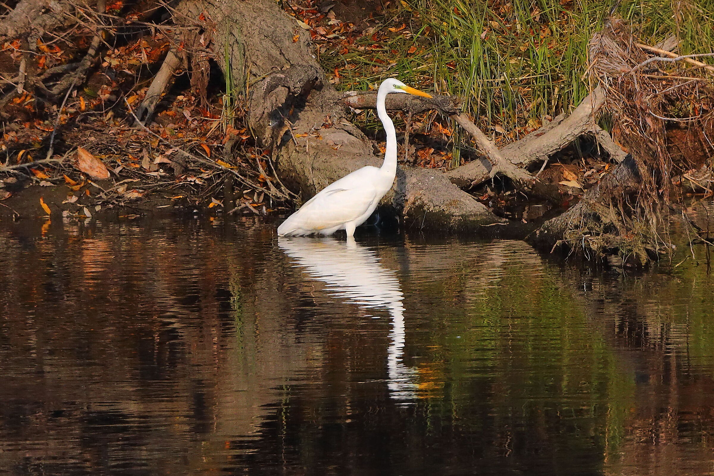Airone BM 09 novembre 2024 - 0151
