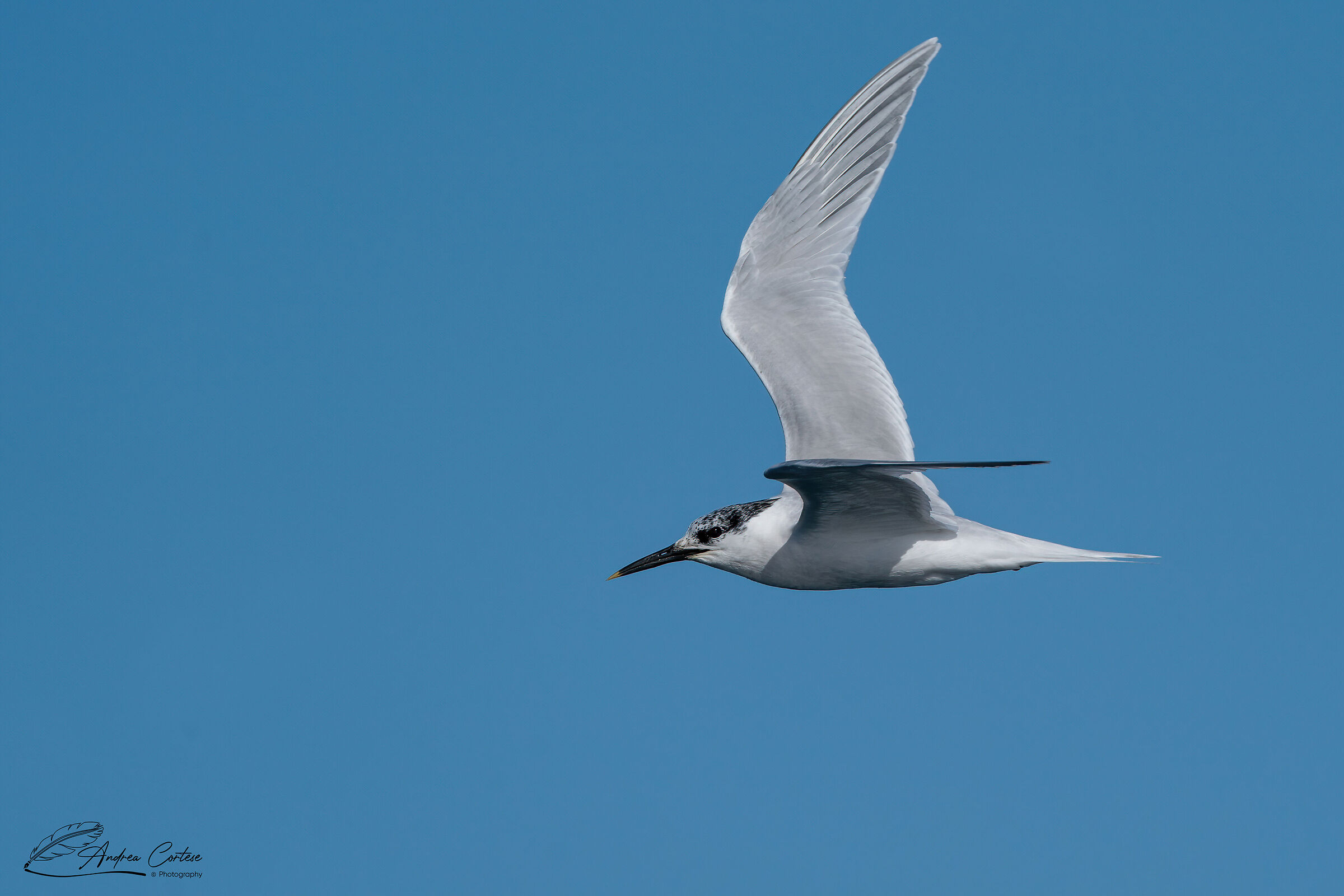 Beccapesci (Thalasseus sandvicensis)