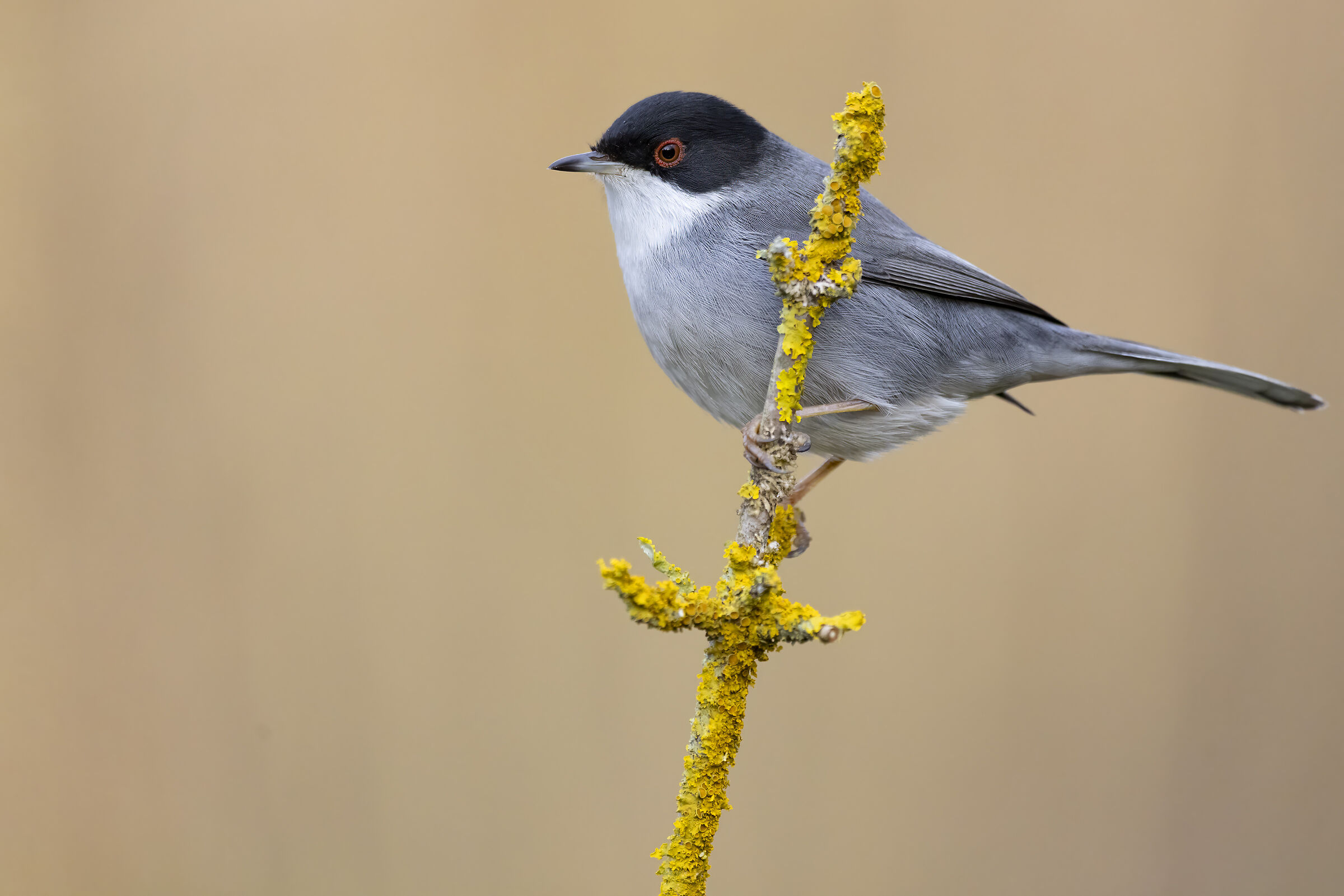 Sardinian warbler