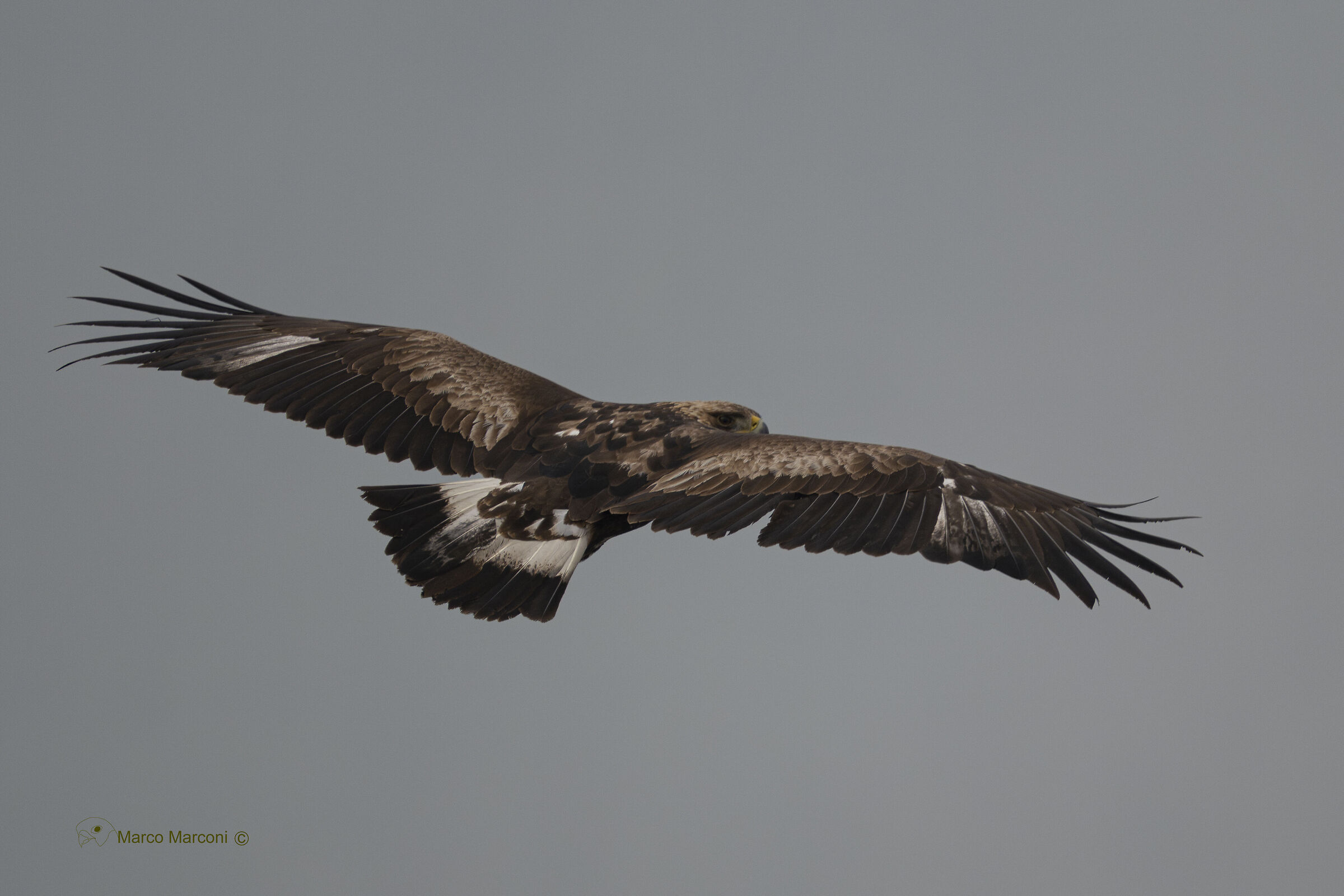 Aquila reale juv