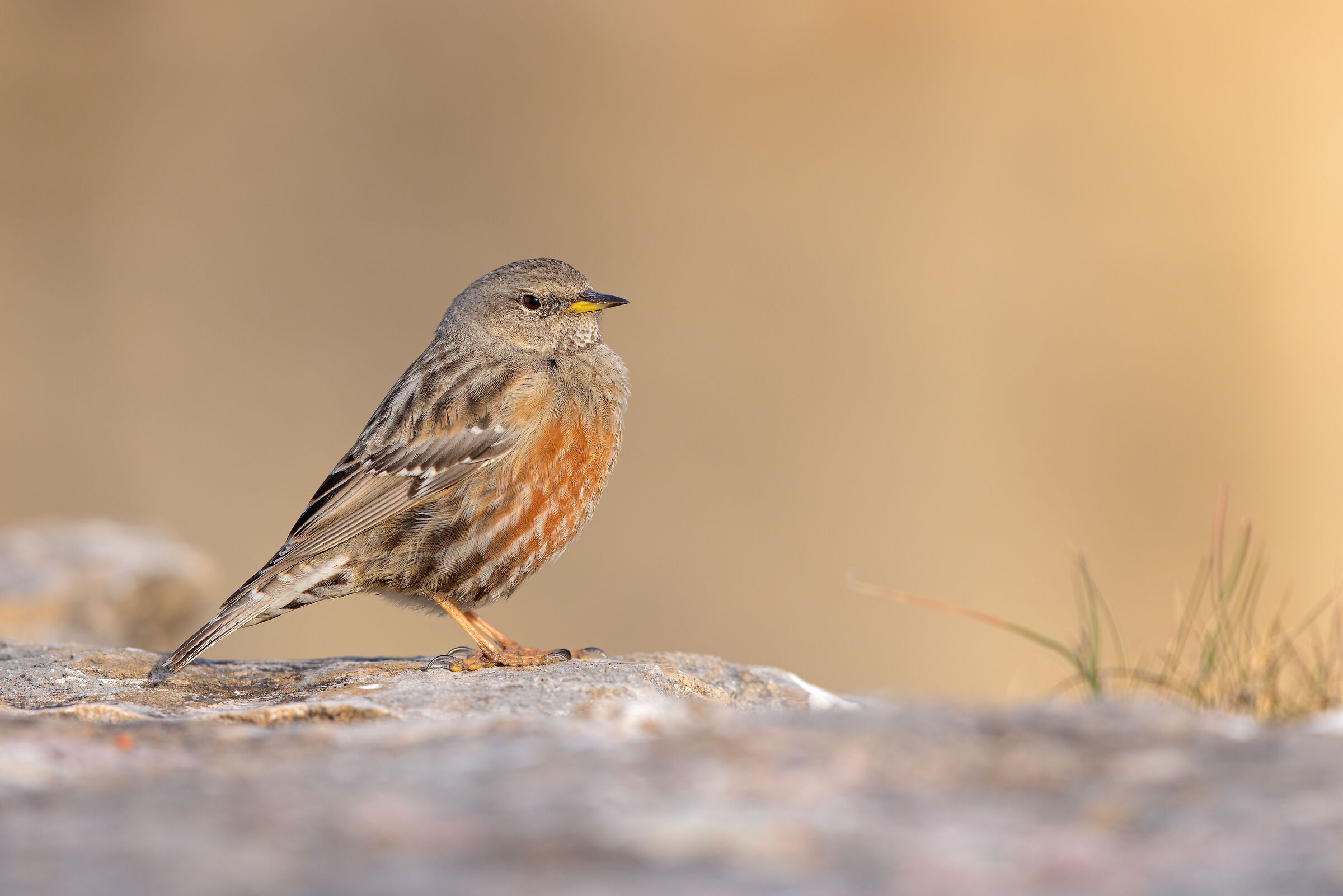 Alpine accentor