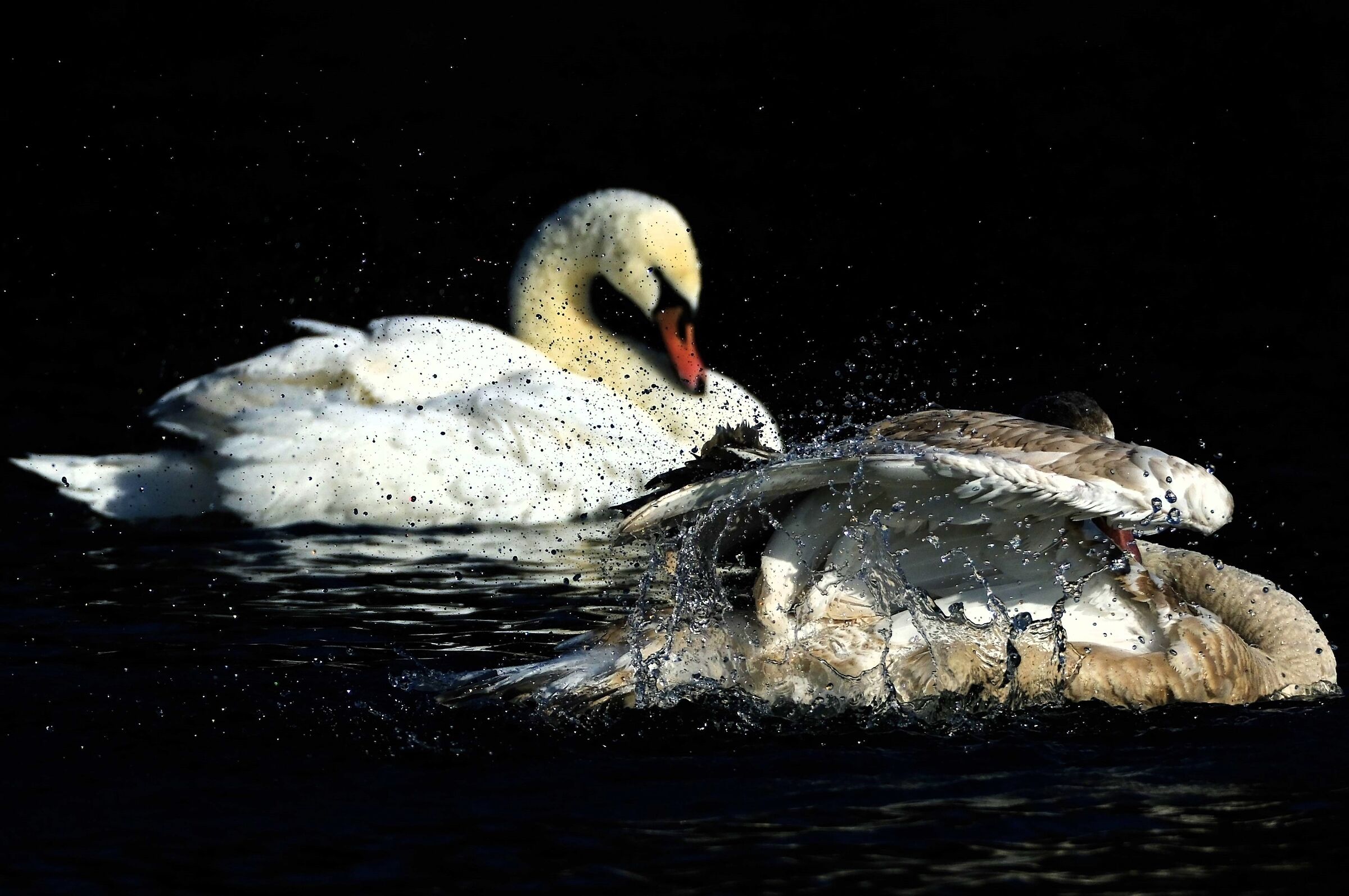 Swans