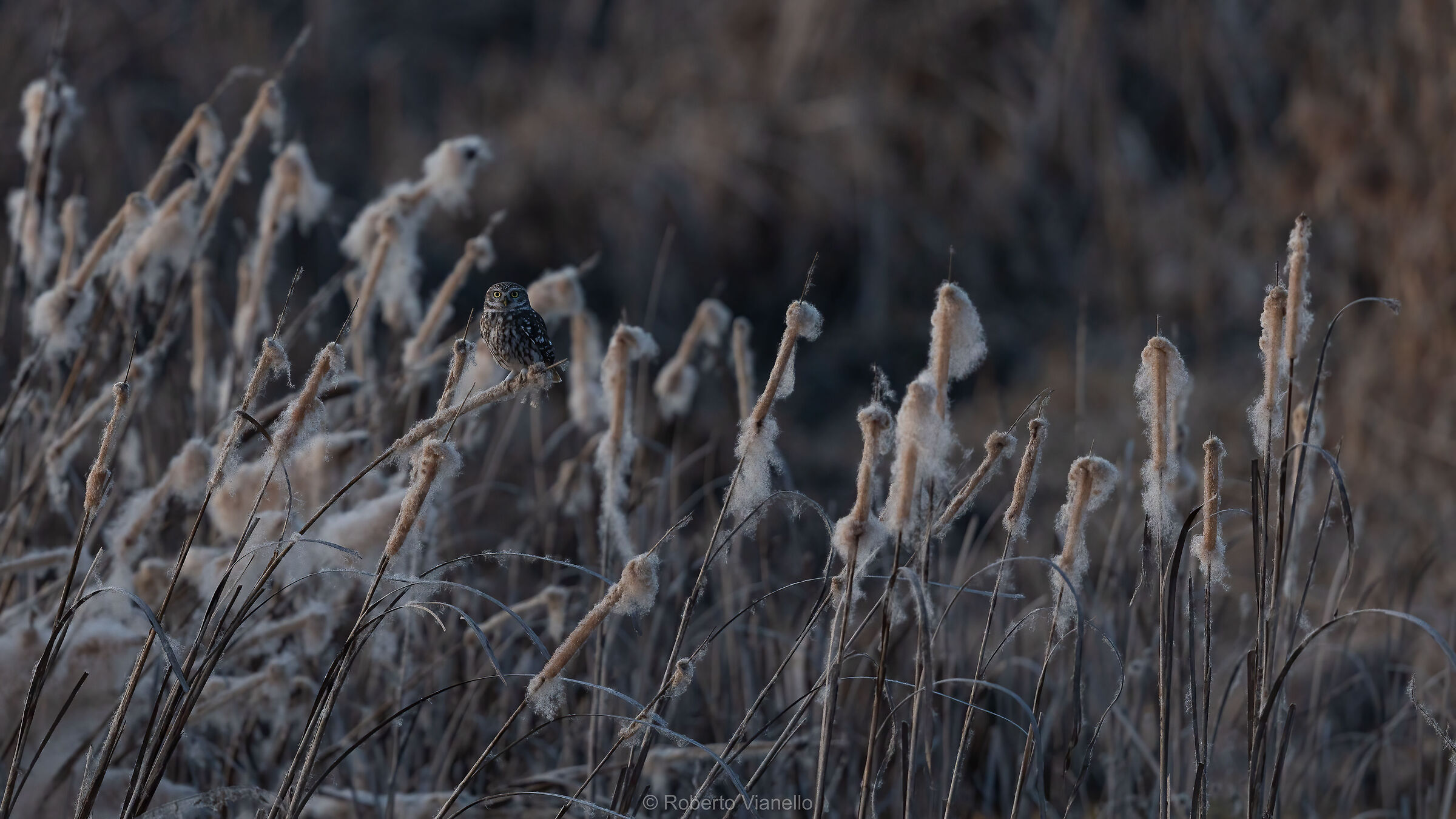 Civetta comune (Athene noctua)