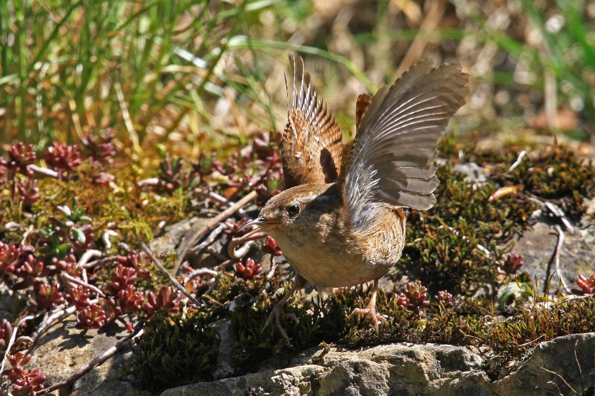 Wren impatient