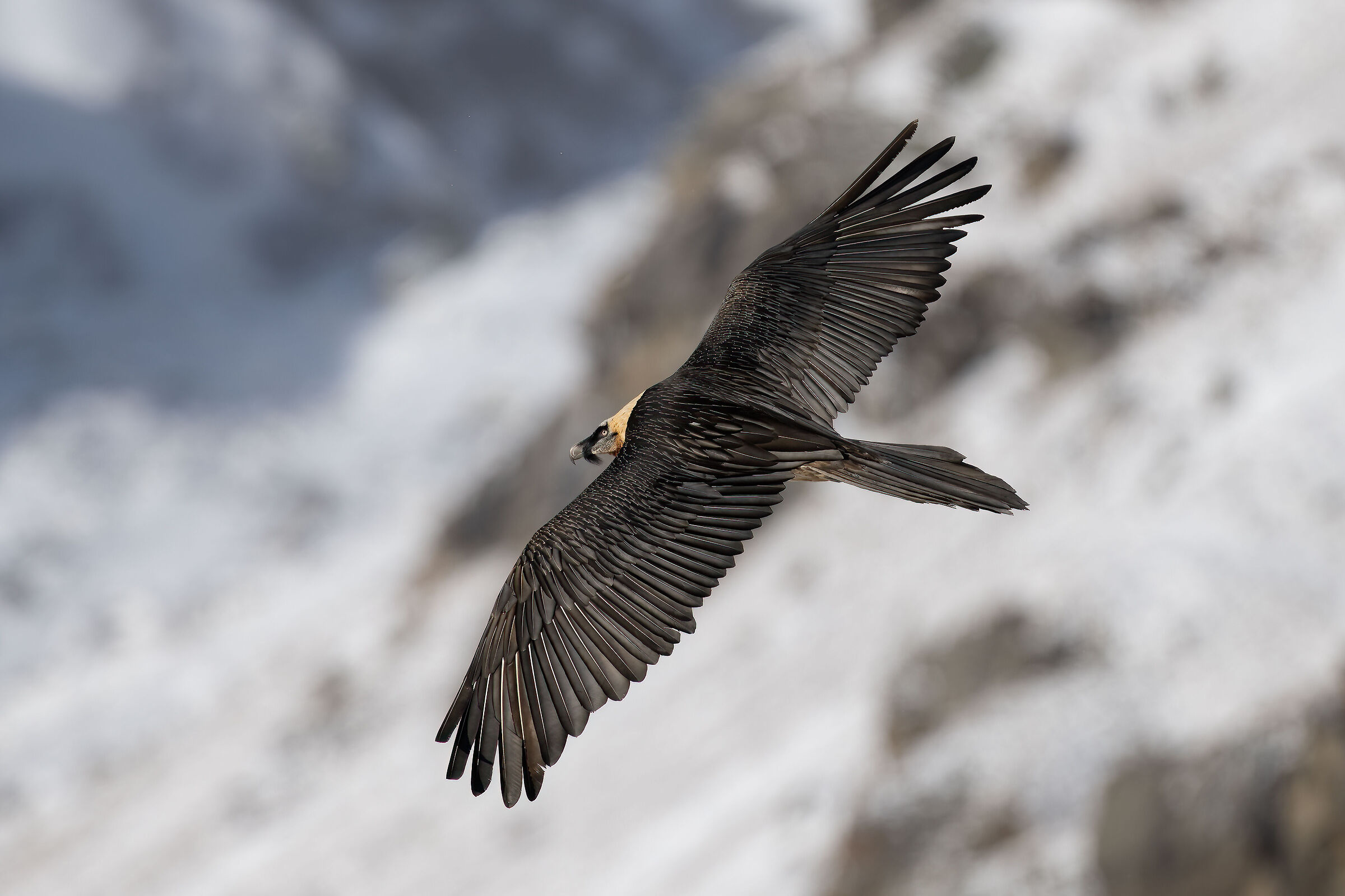 Gypaetus barbatus - Gran Paradiso National Park