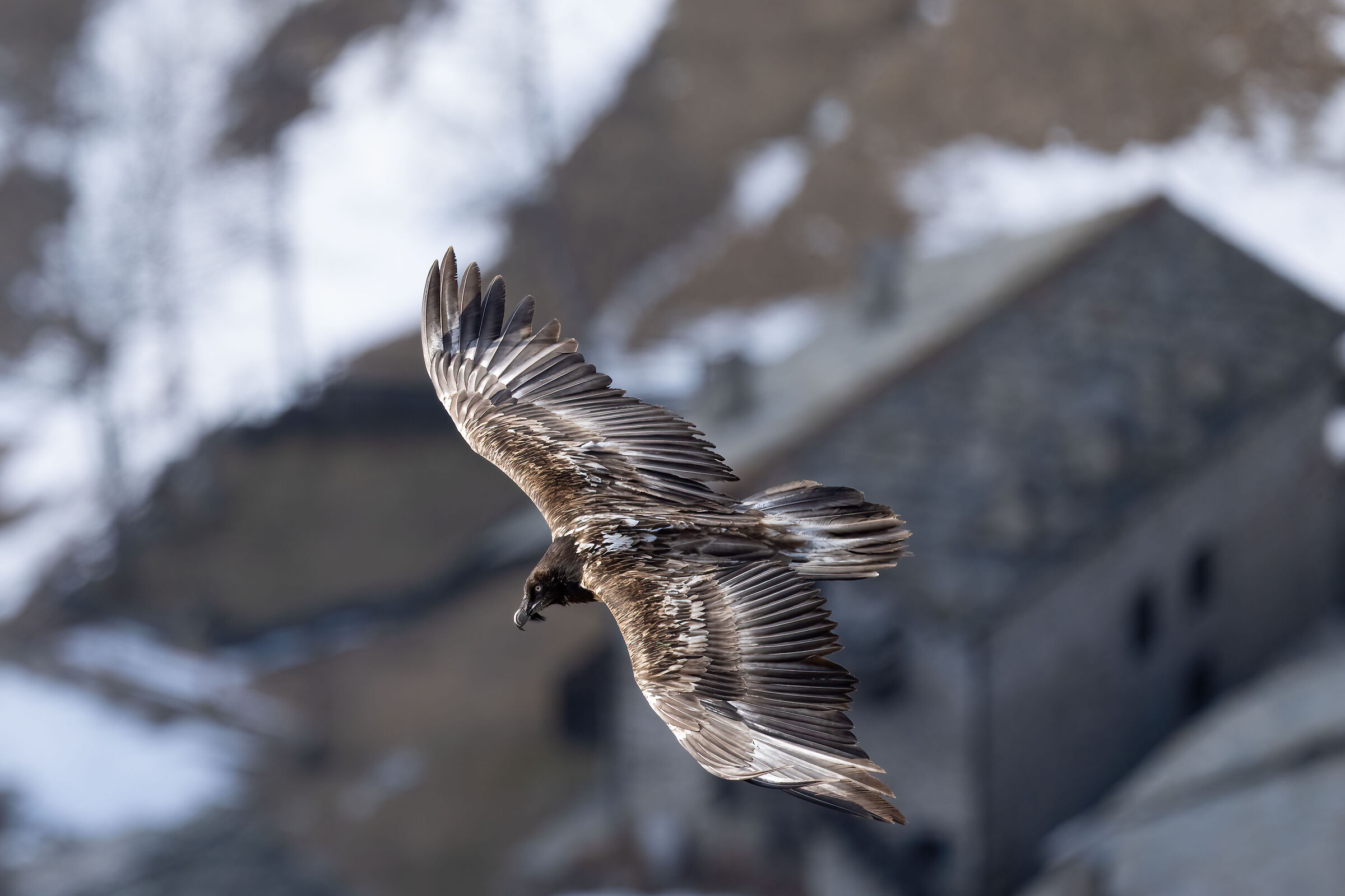 Gypaetus barbatus - Gran Paradiso National Park