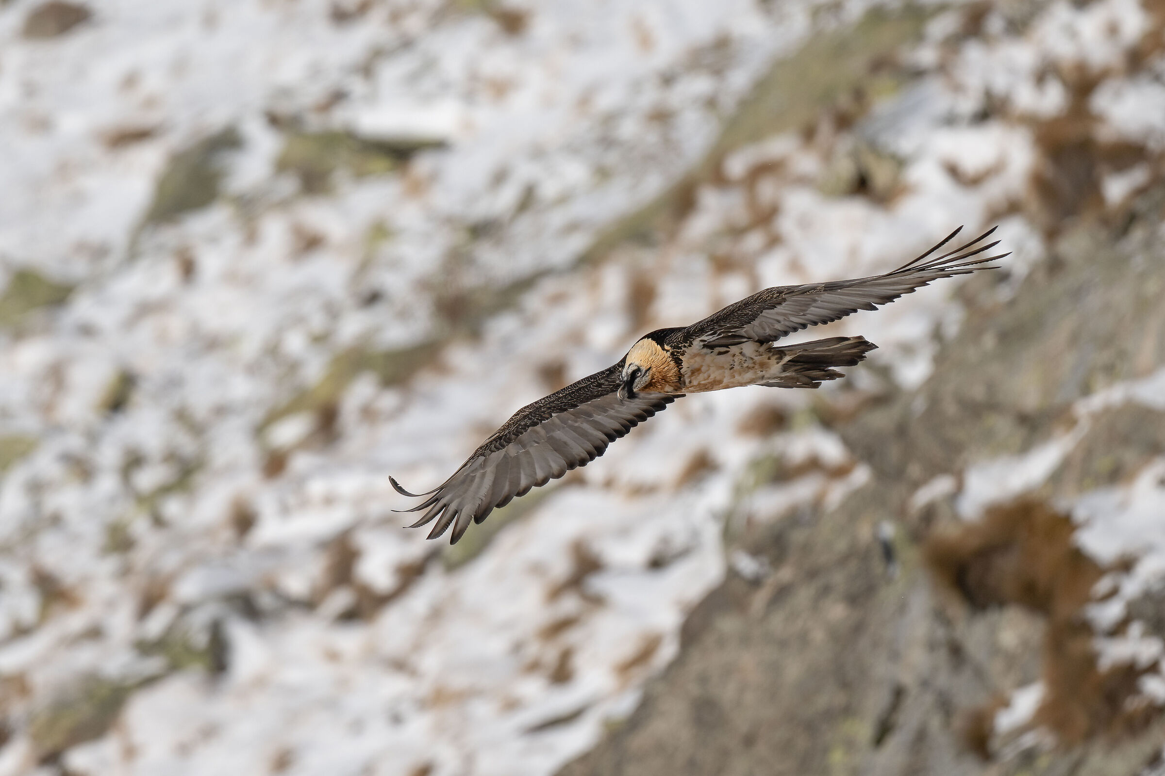 Gypaetus barbatus - Gran Paradiso National Park