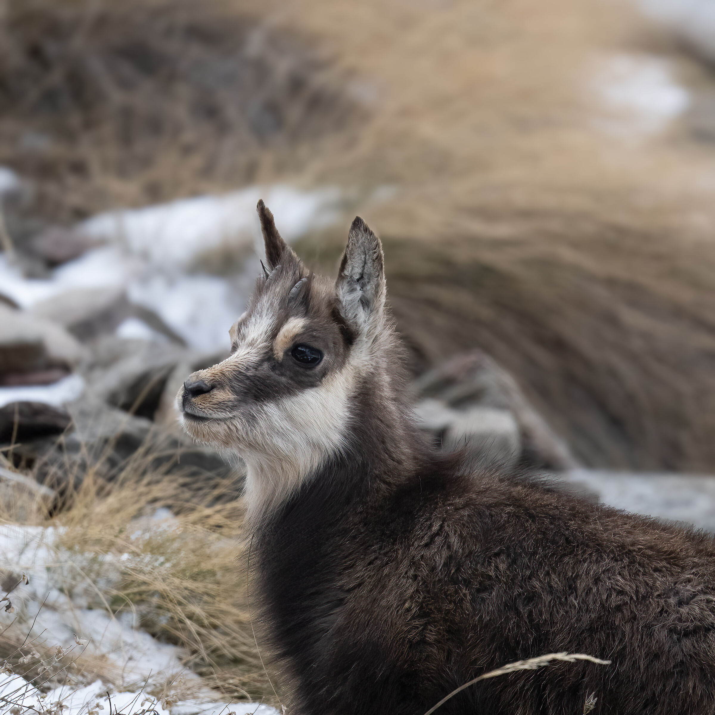 Chamois - Gran Paradiso National Park