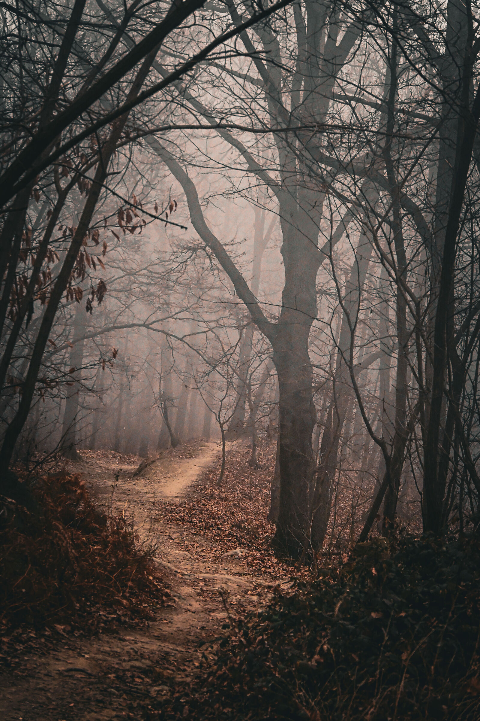 Vaj Forest