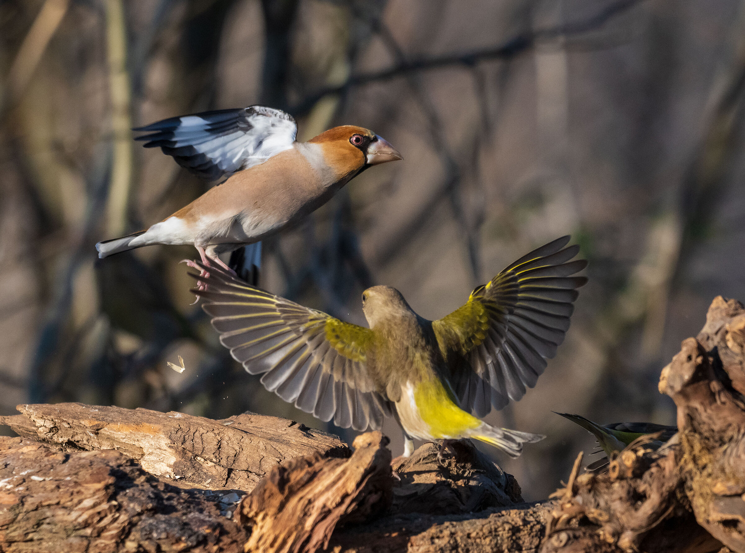 Hawfinch and Greenfinch