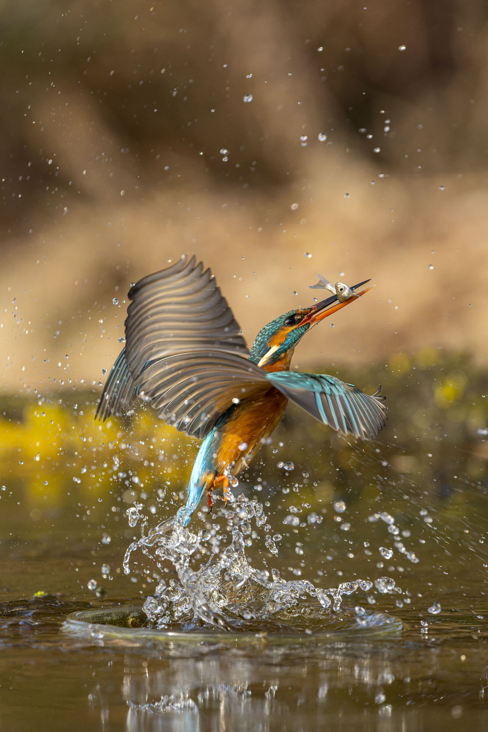 Martin Pescatore