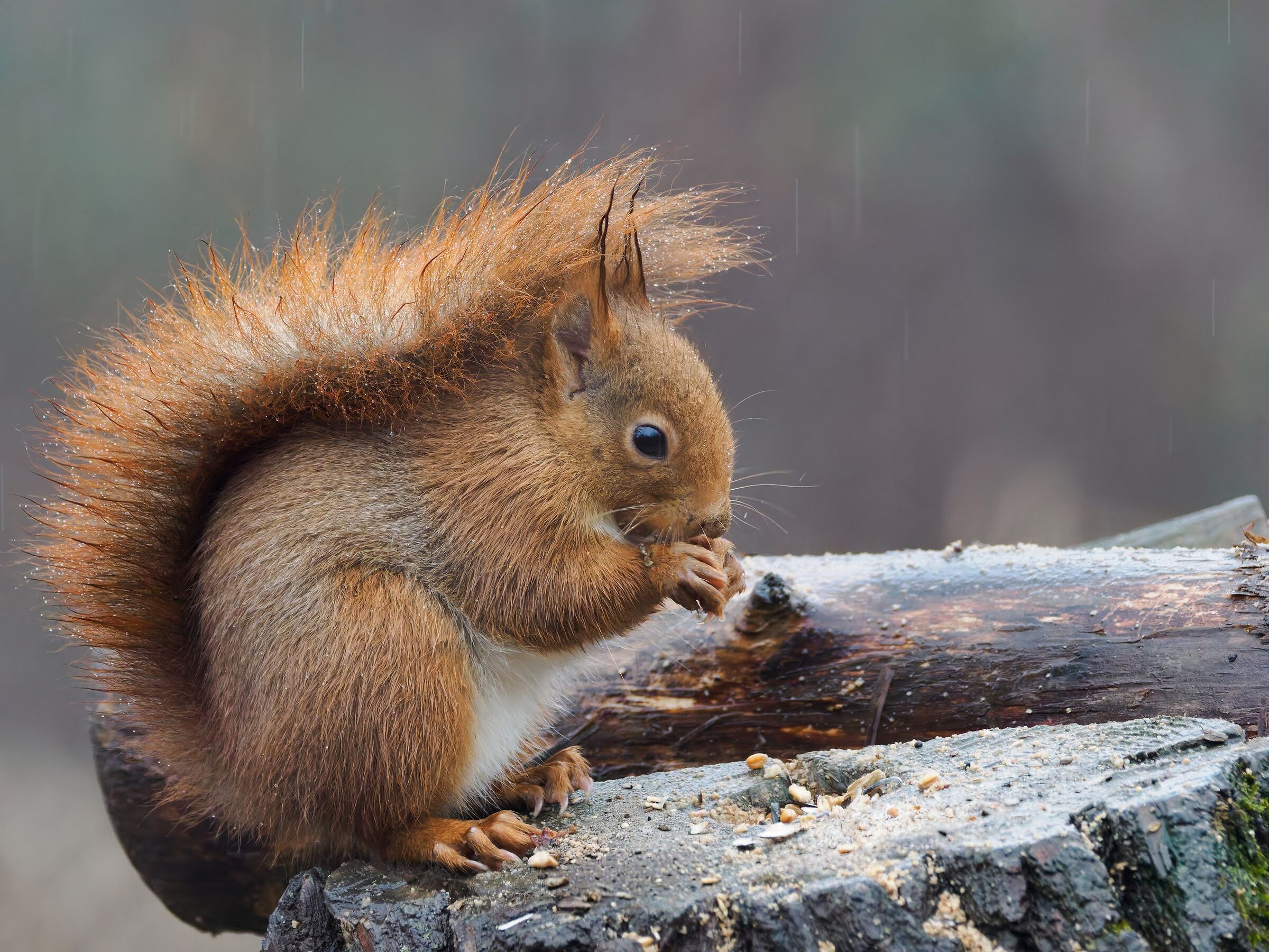 Red squirrel