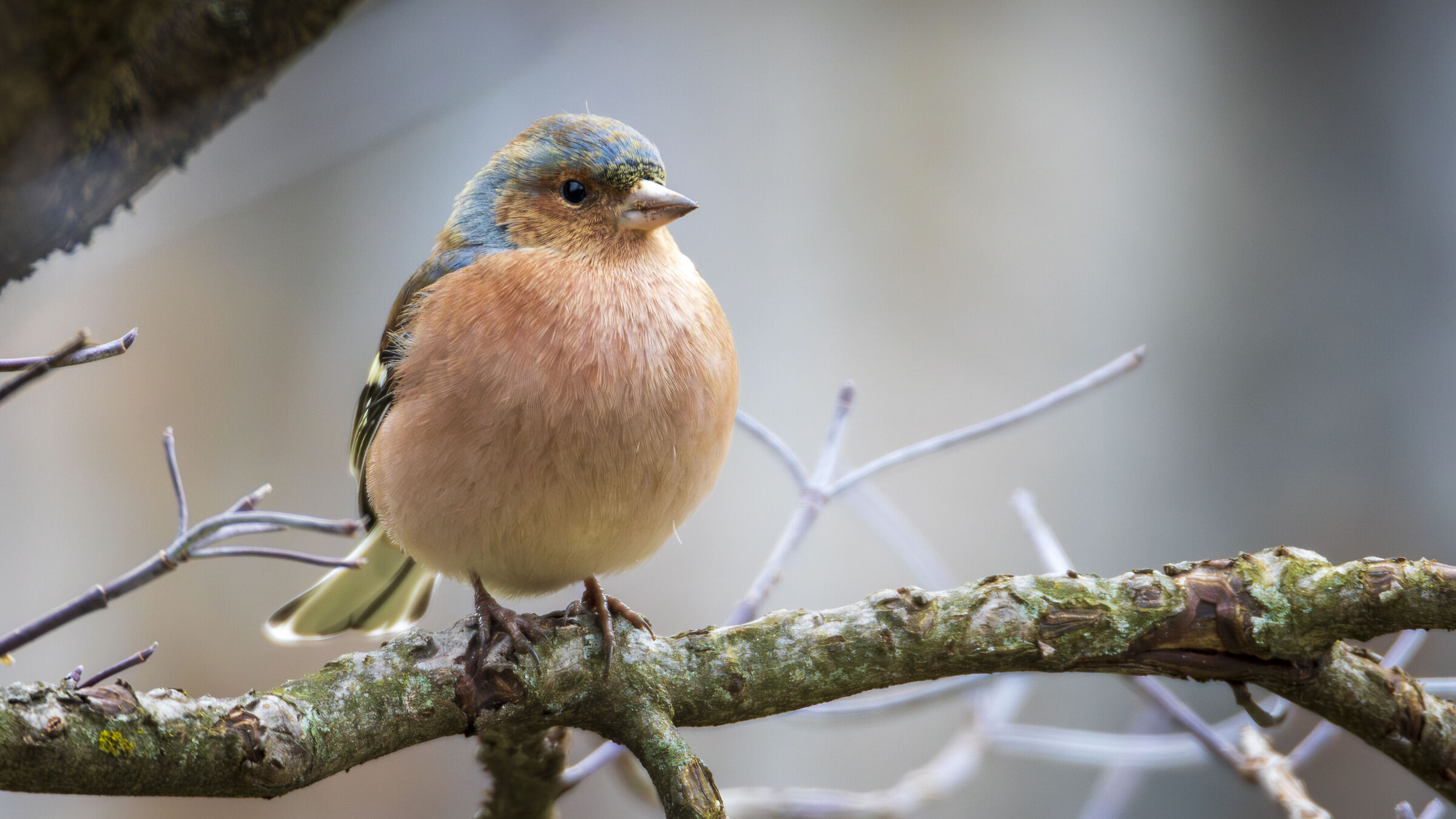 Chaffinch