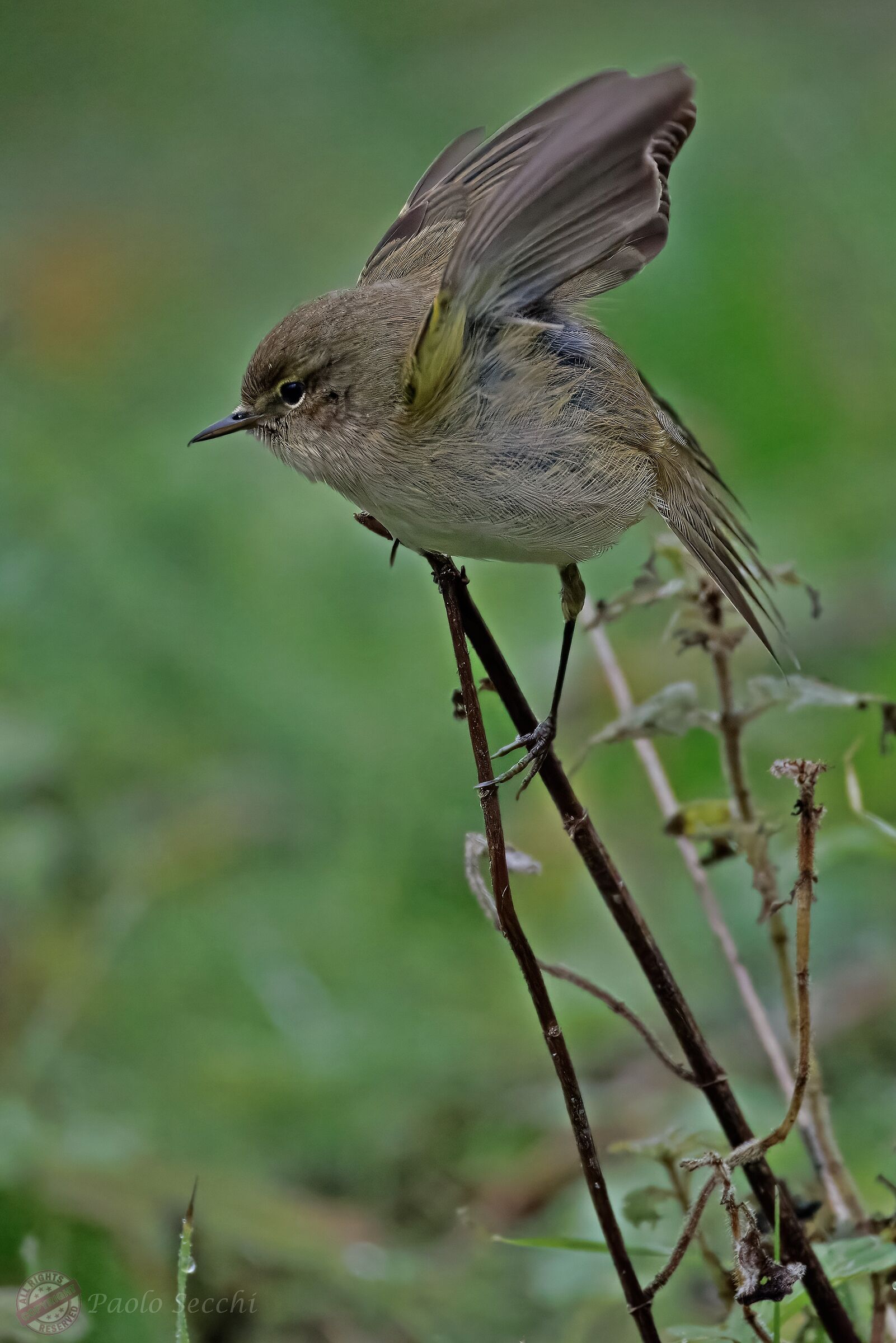 The detachment of his little one