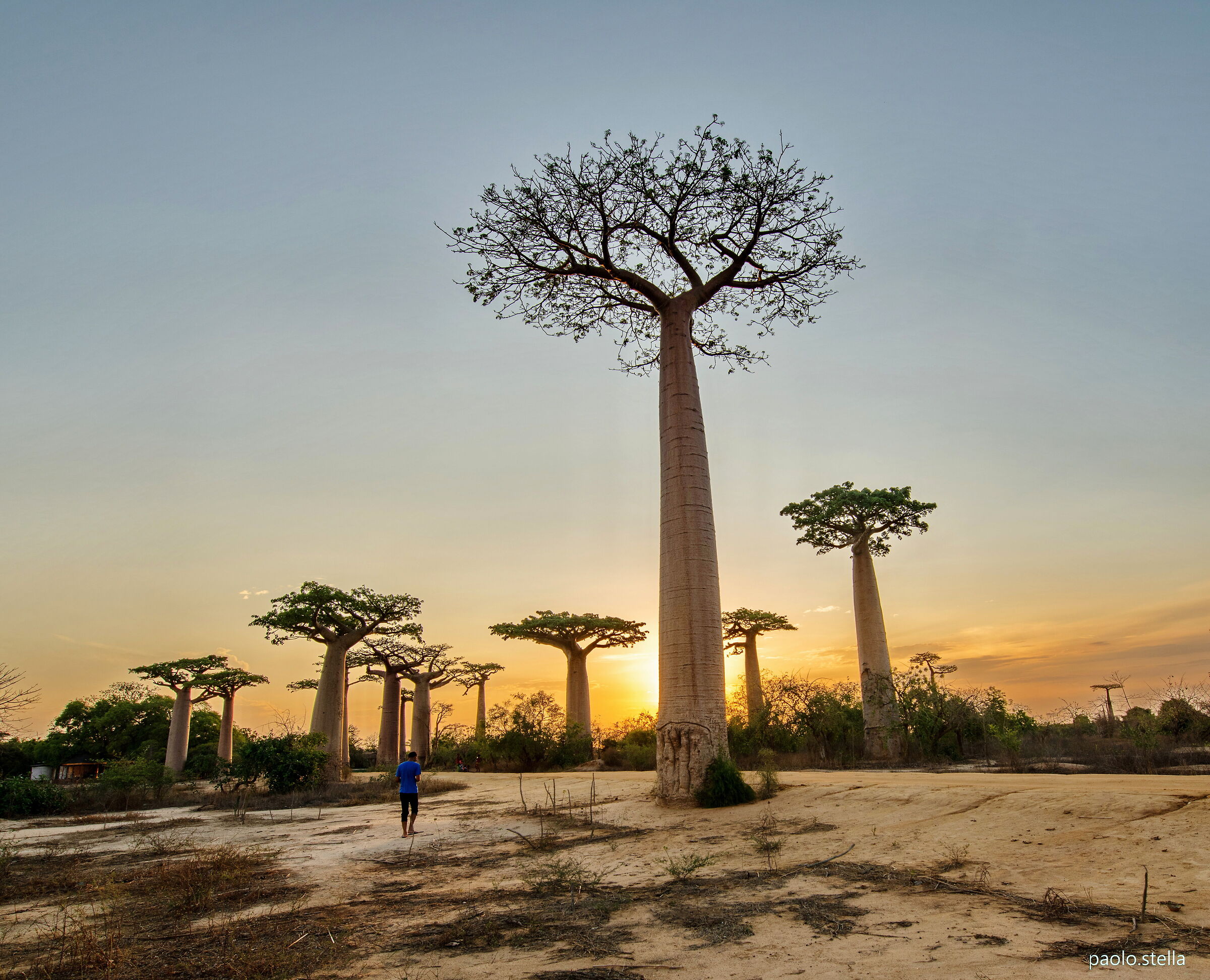 baobabs at the sunset