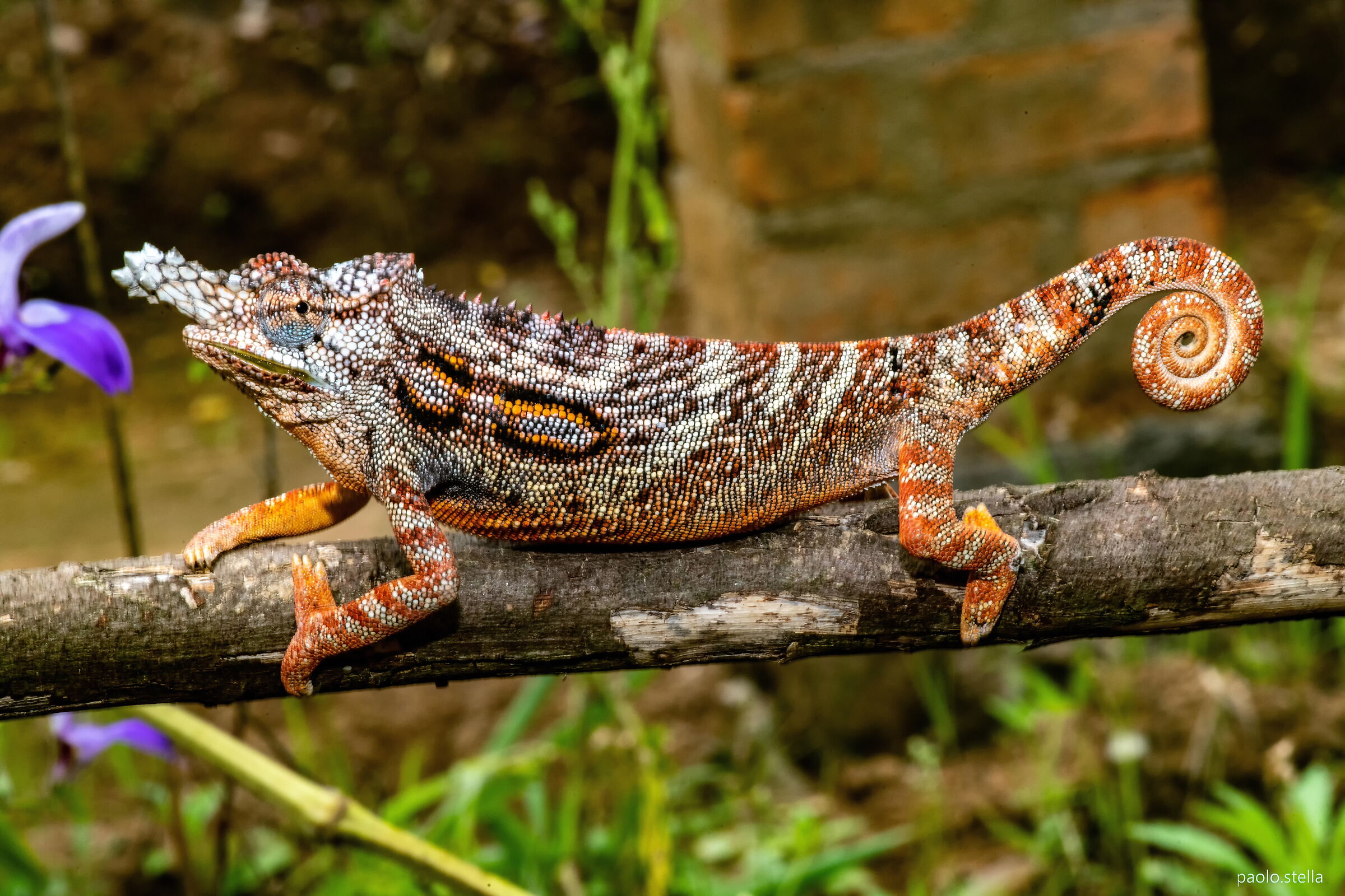 The colors of nature