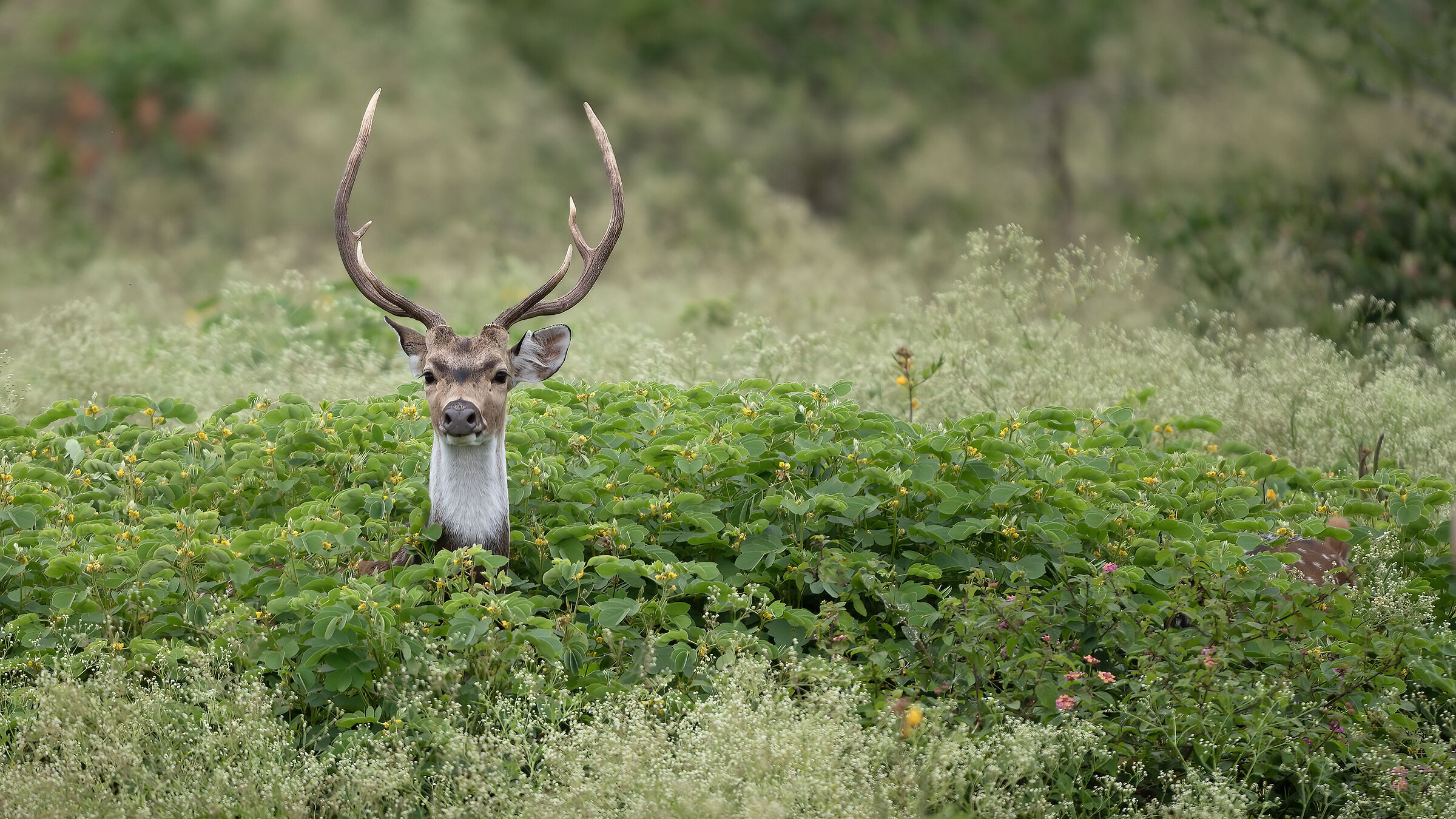 Spotted deer (Axis axis)