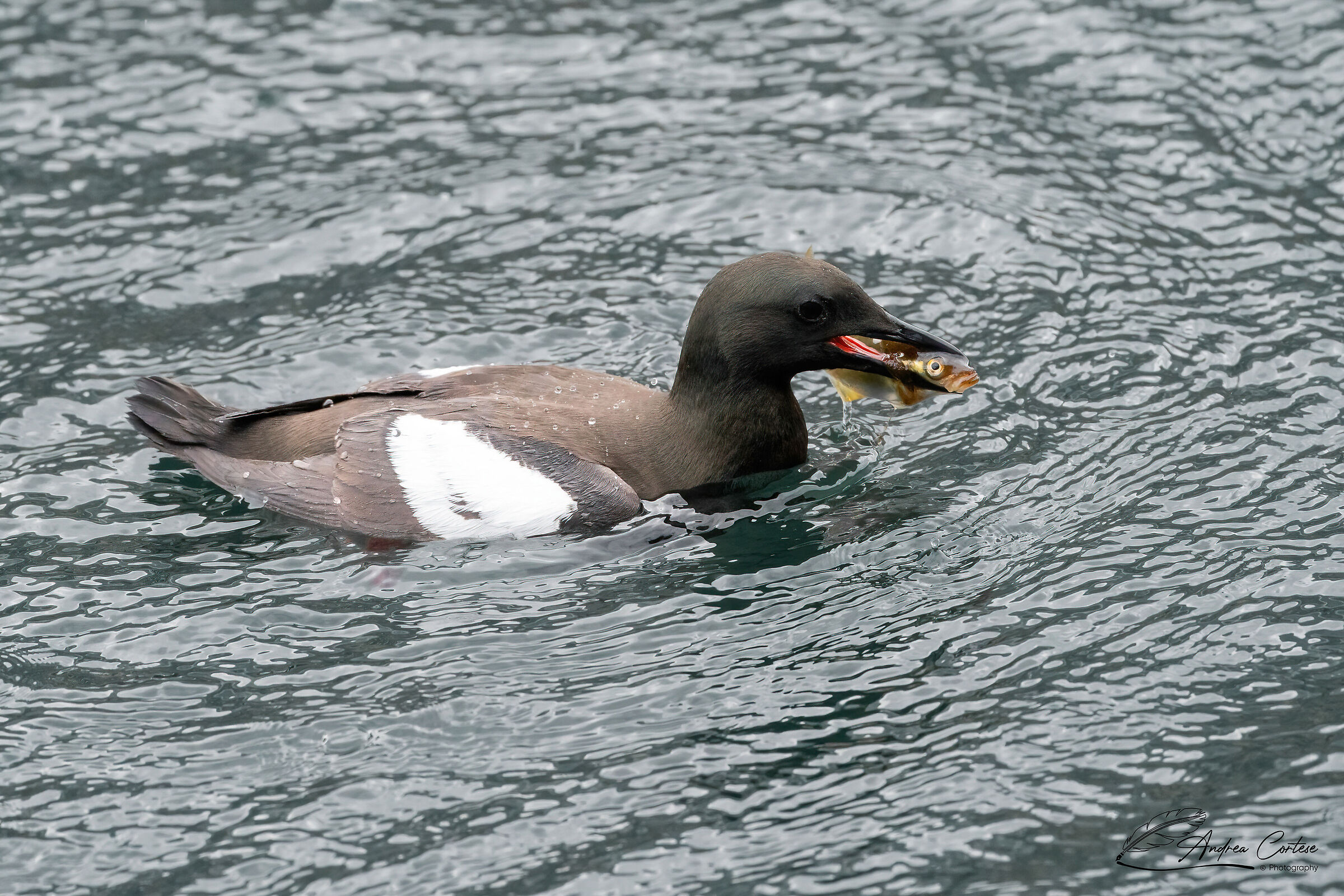 Uria nera (Cepphus grylle)