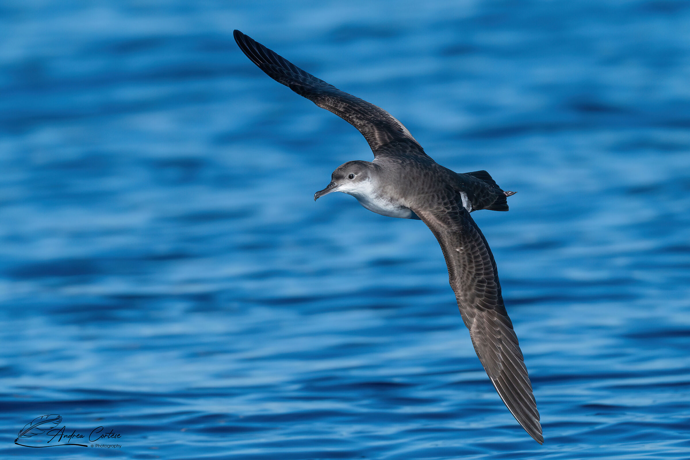 Berta minore mediterranea (Puffinus yelkouan)