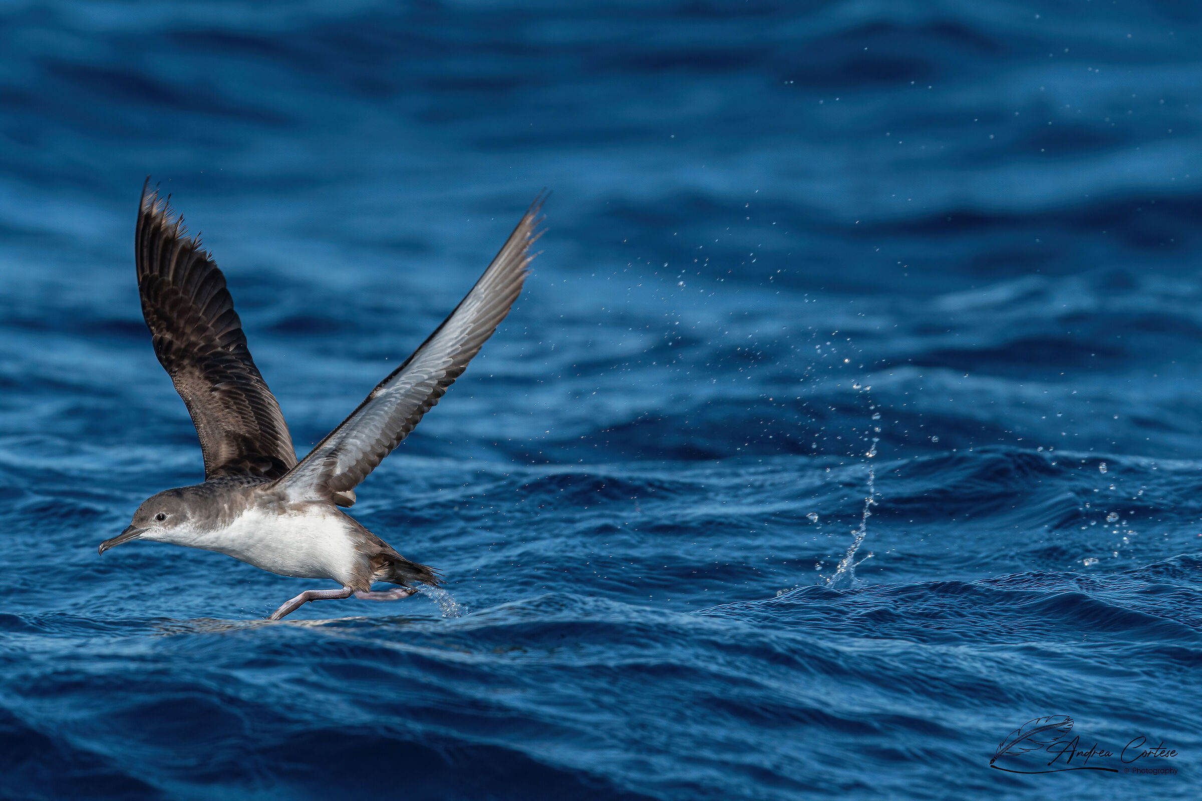 Berta minore mediterranea (Puffinus yelkouan)
