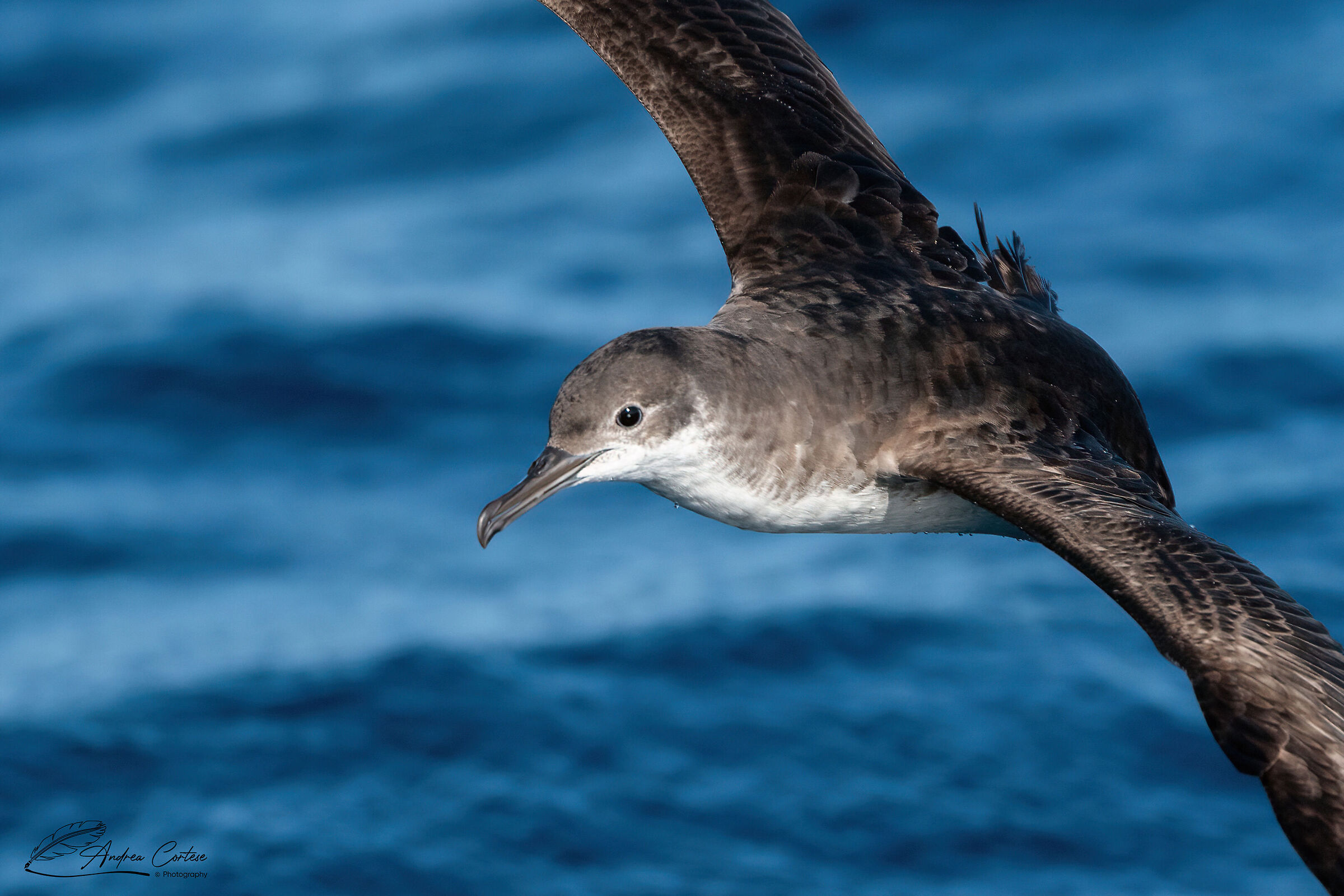 Berta minore mediterranea (Puffinus yelkouan)
