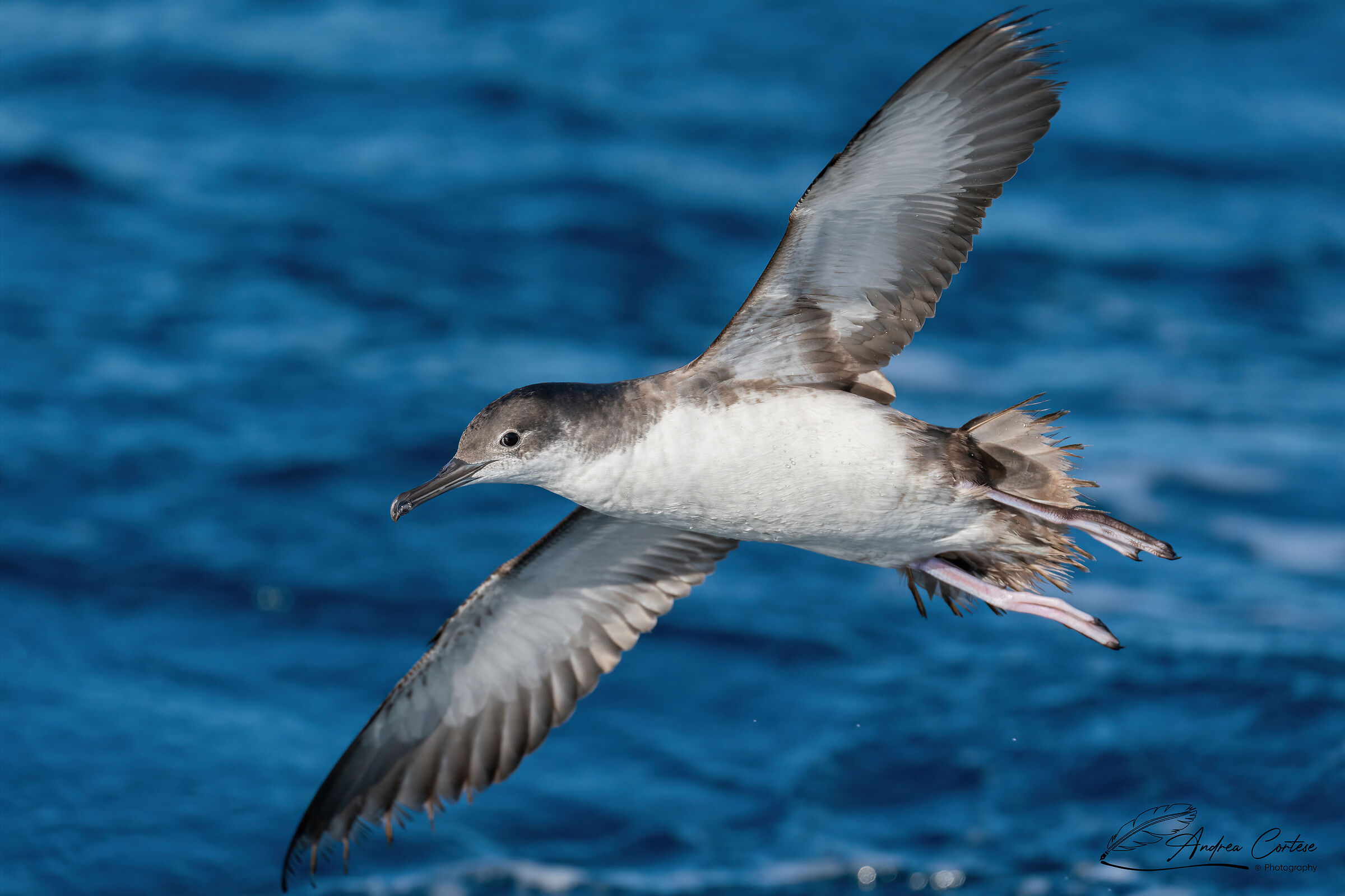 Berta minore mediterranea (Puffinus yelkouan)