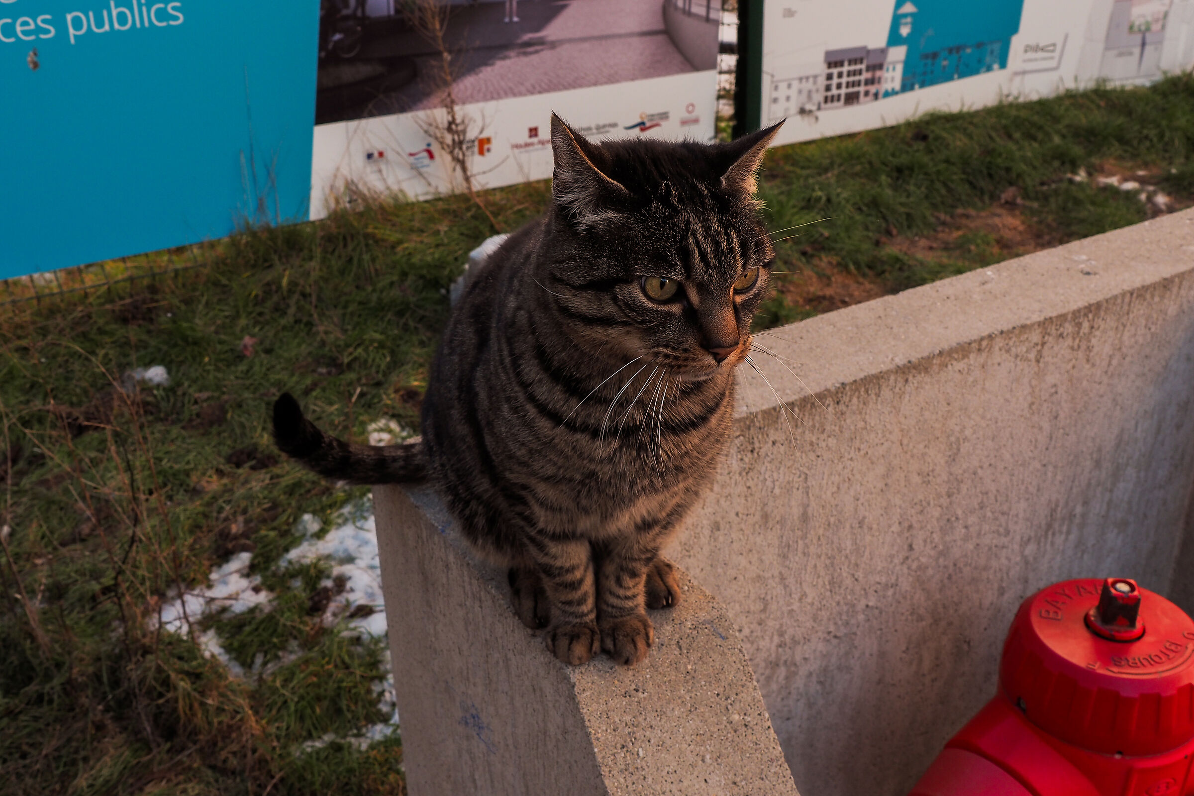 Chats