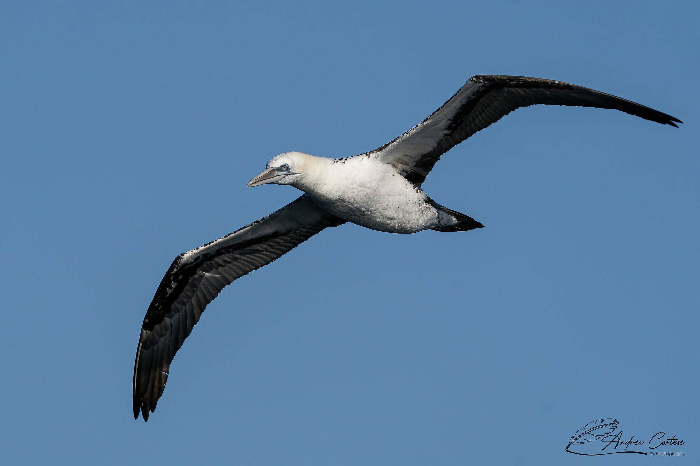 Sula (Morus bassanus)
